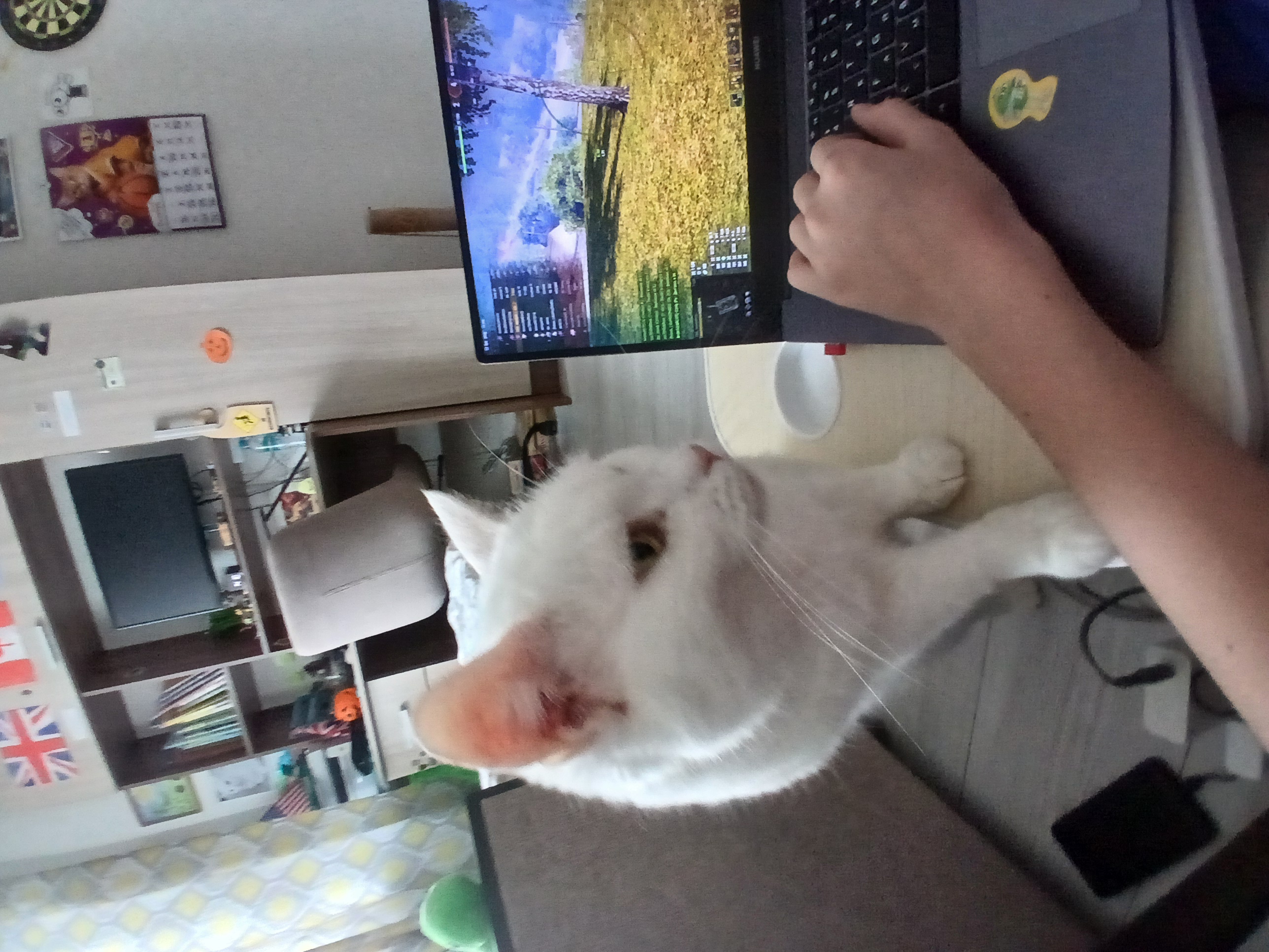 Фото питомца: кошка Ксюша проверила, как я играю в «Танки»