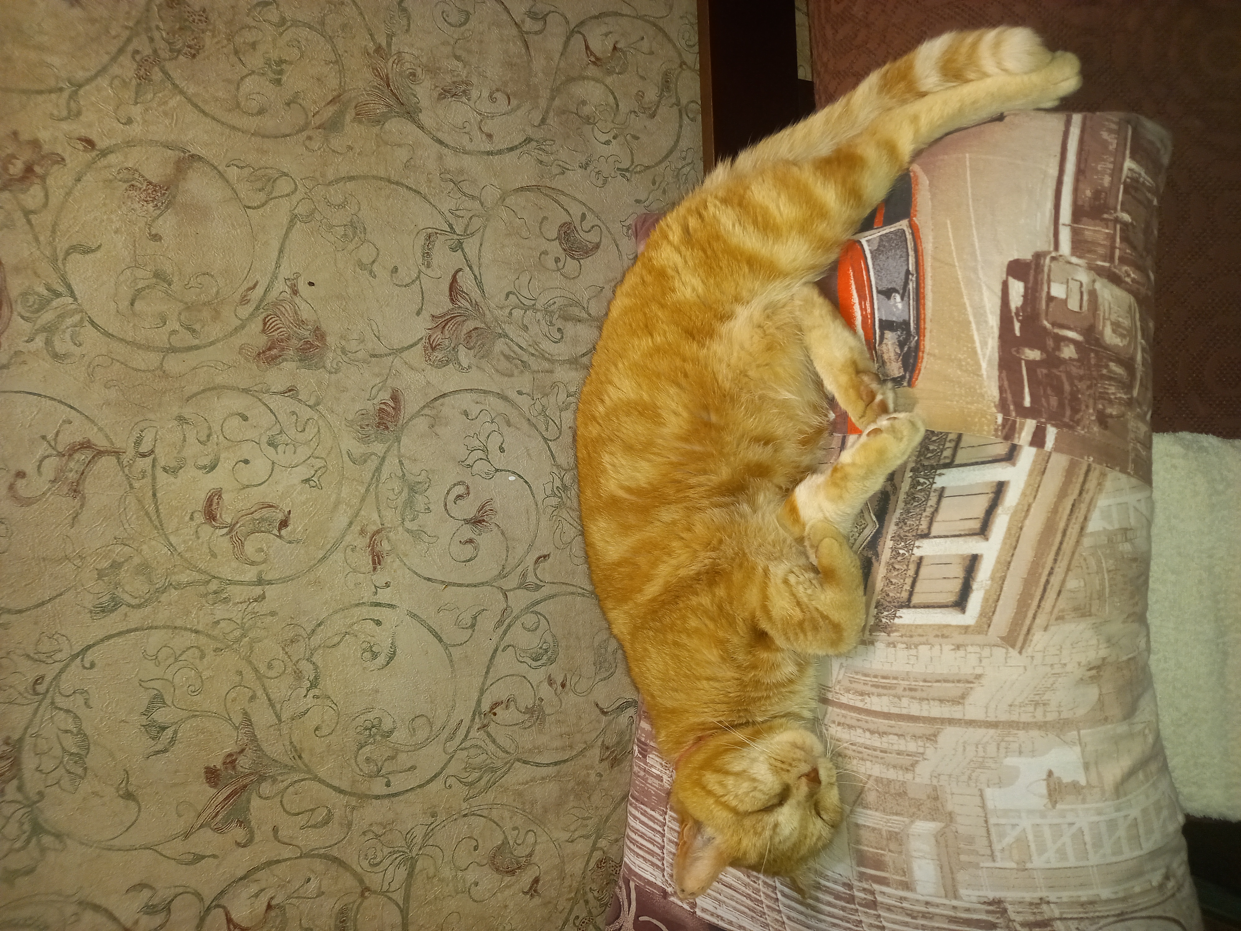 Фото питомца: рыжий кот сладко спит