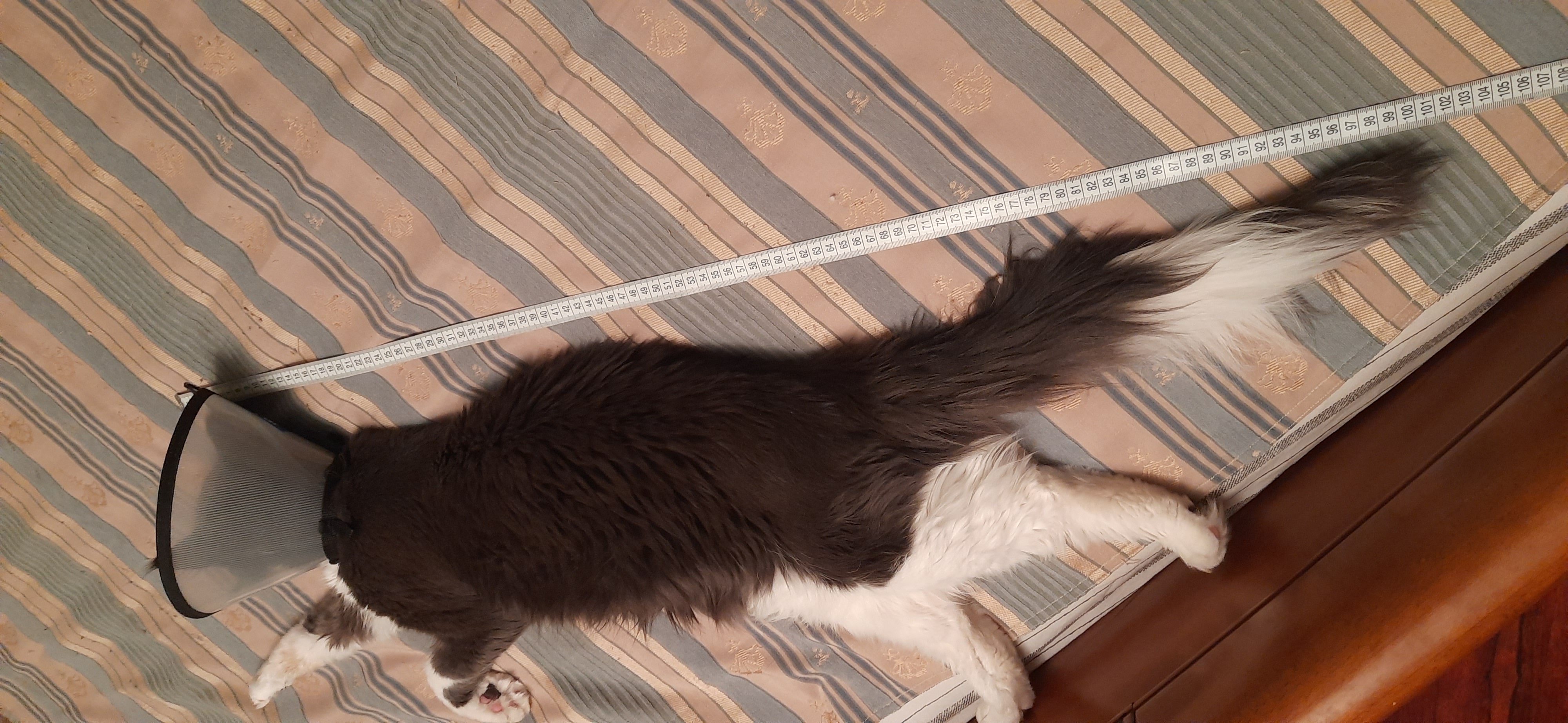 Фото питомца: кот Василий растет