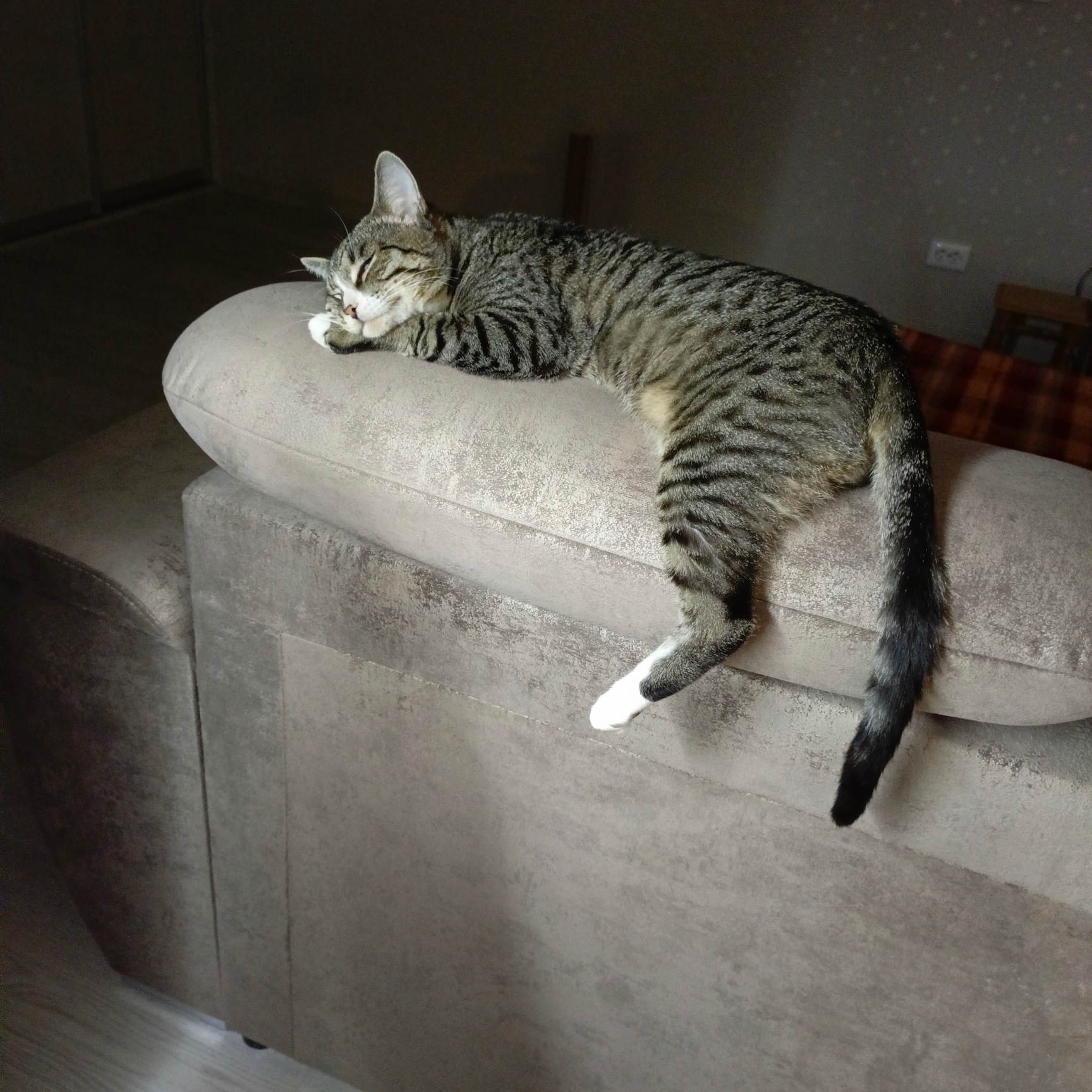 Фото питомца: кот Степашка работал и устал
