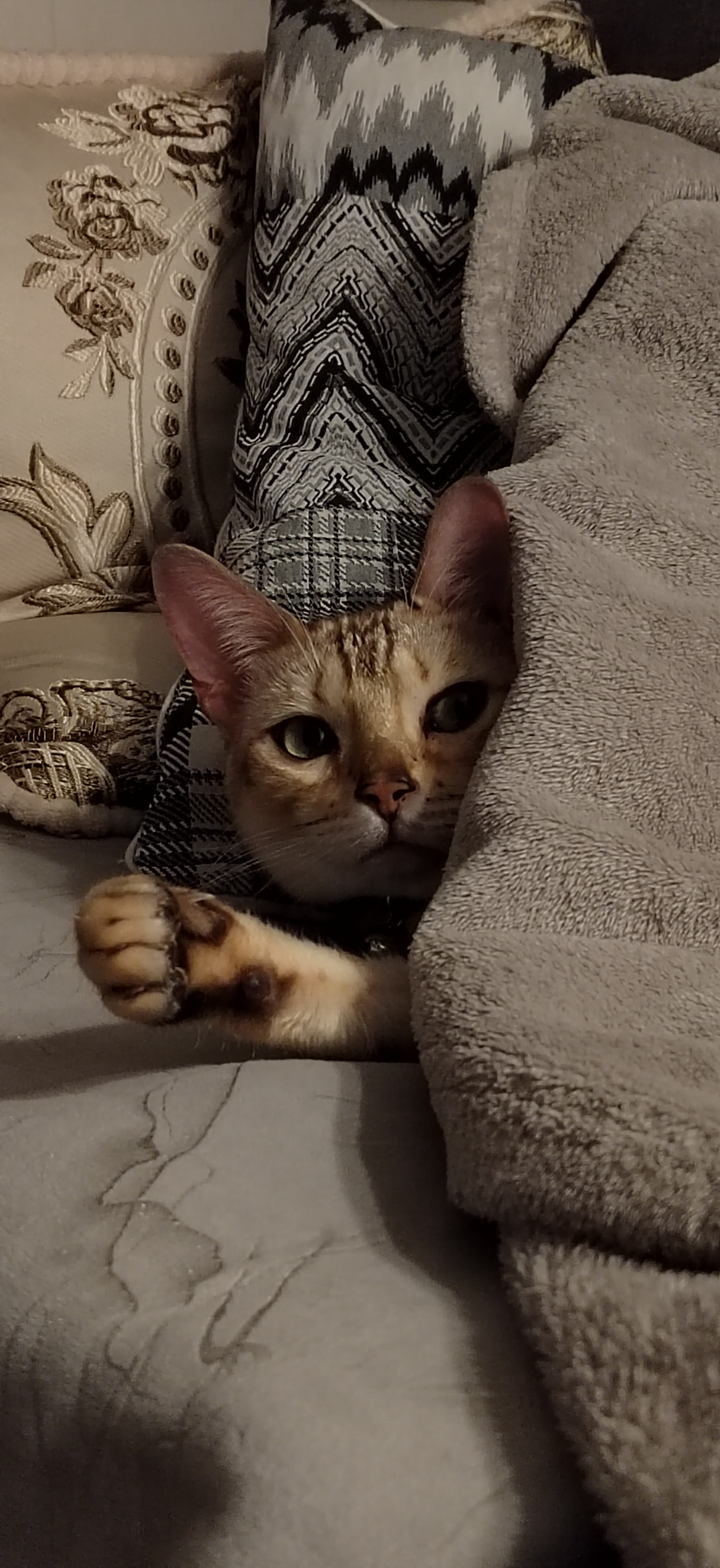 Фото питомца: бенгальская мраморная кошка Флор греется под пледом