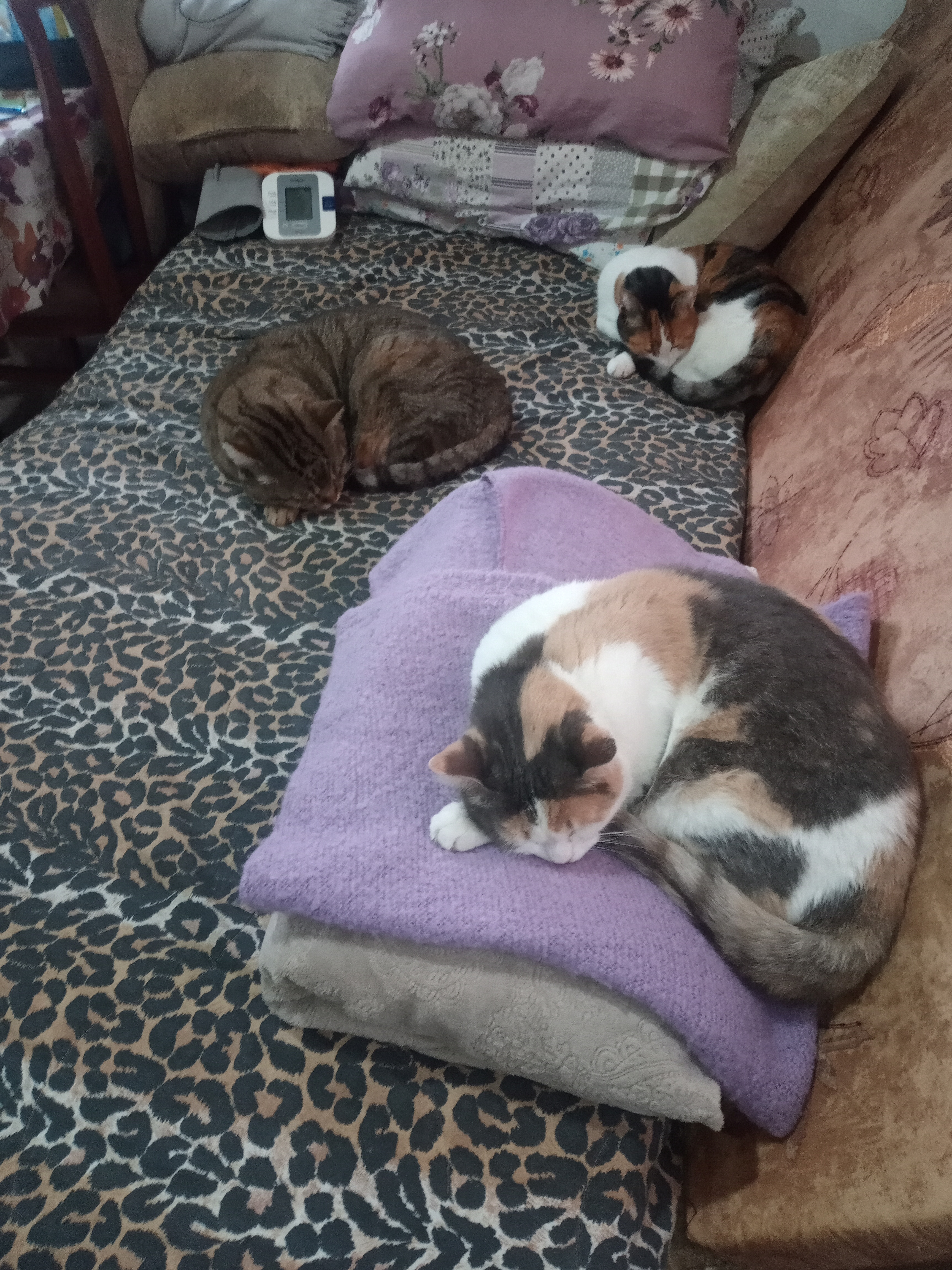 Фото питомцев: коты отдыхают на кровати