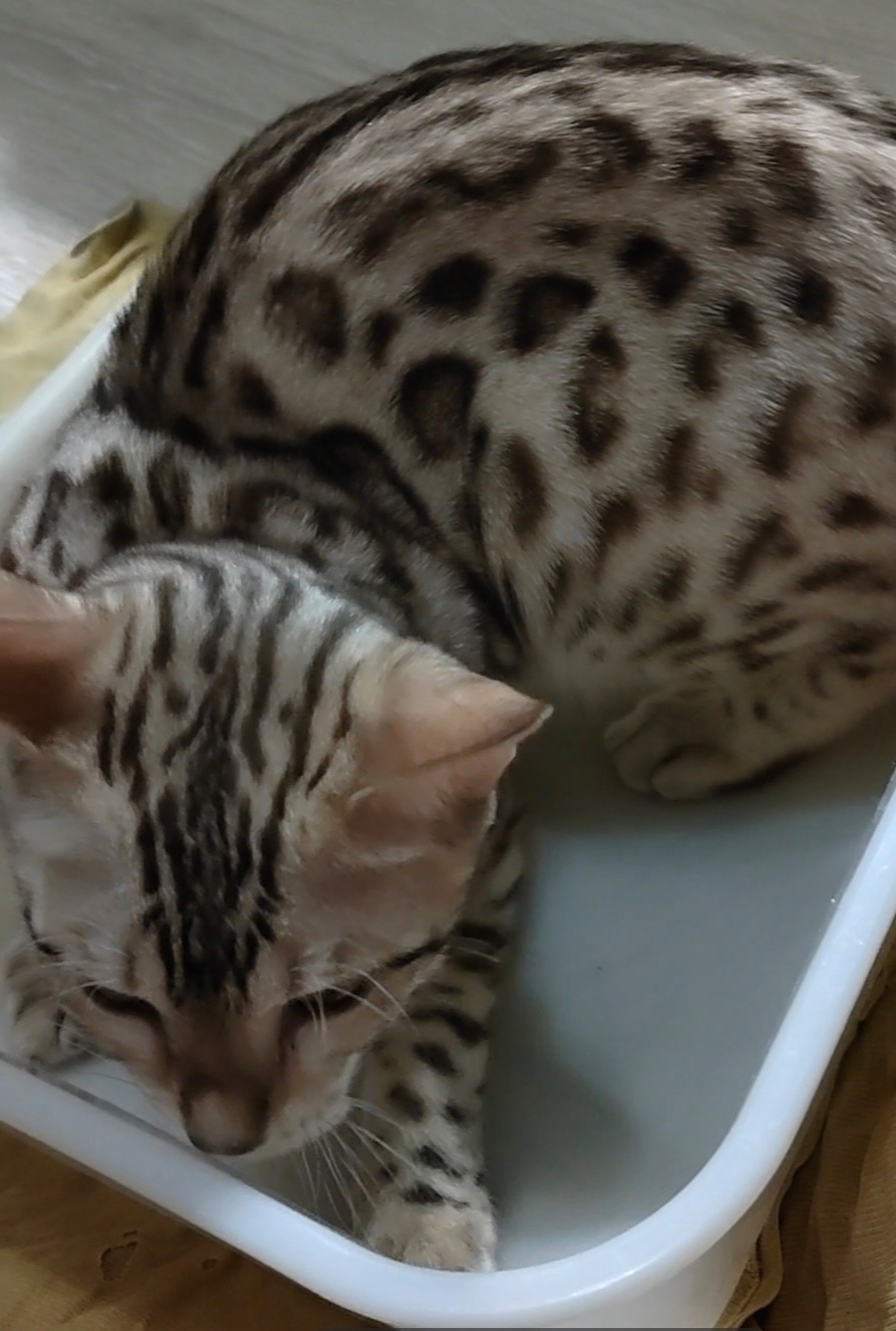 Фото питомца: кошка Кэсси на «рыбалке»