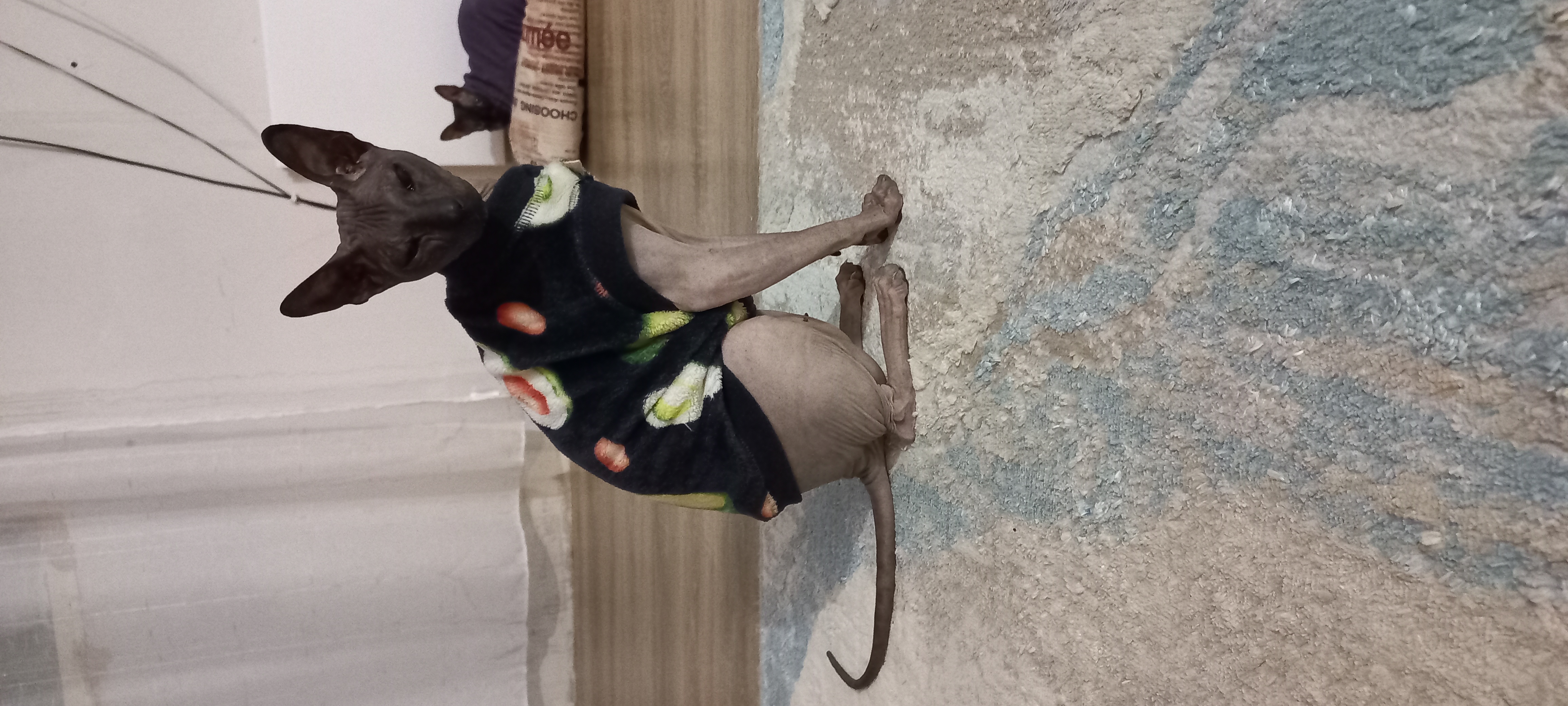 Фото питомца: сфинкс Черчиль утеплился