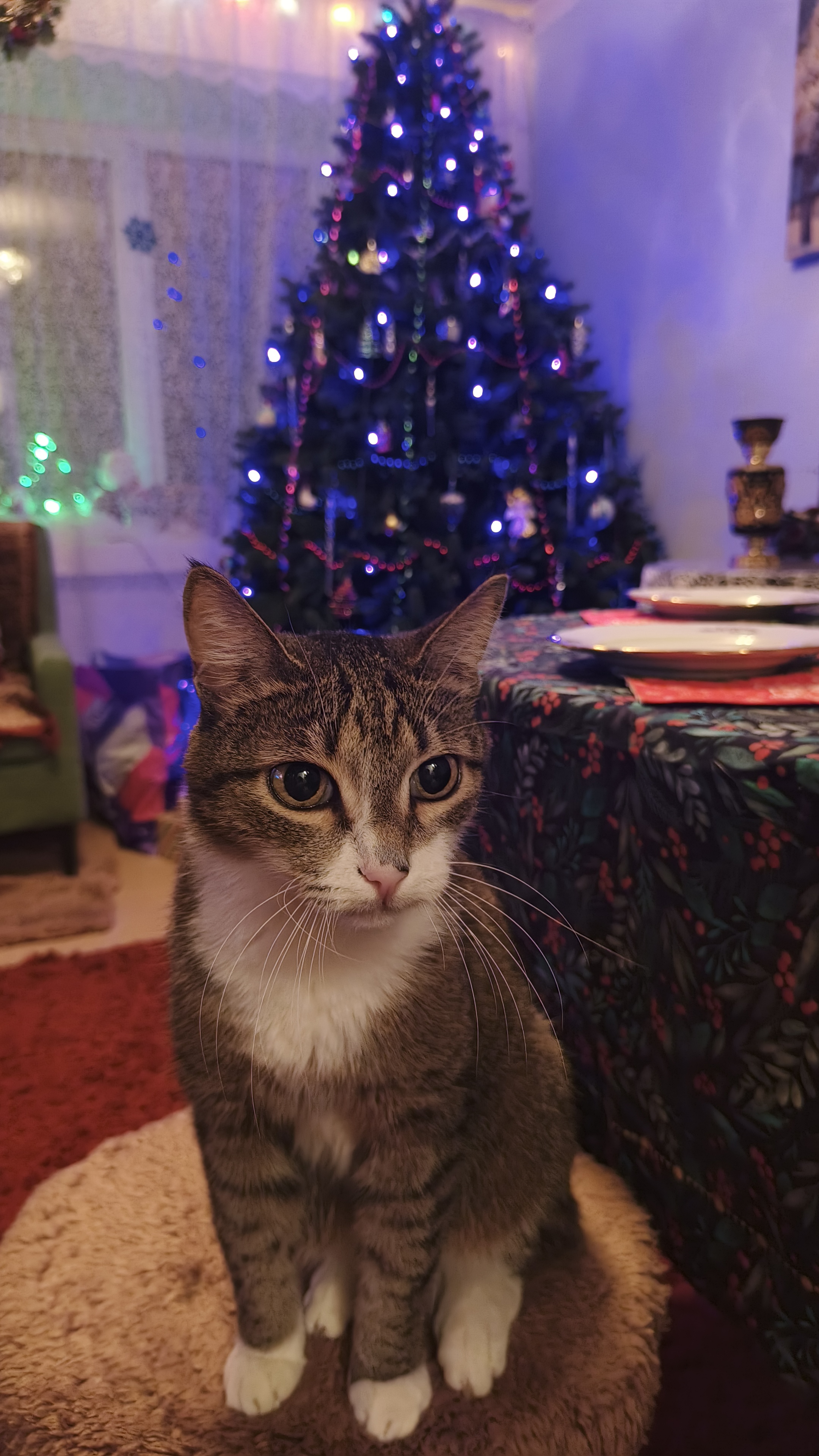 Фото питомца: кот Коржик безудержно веселится