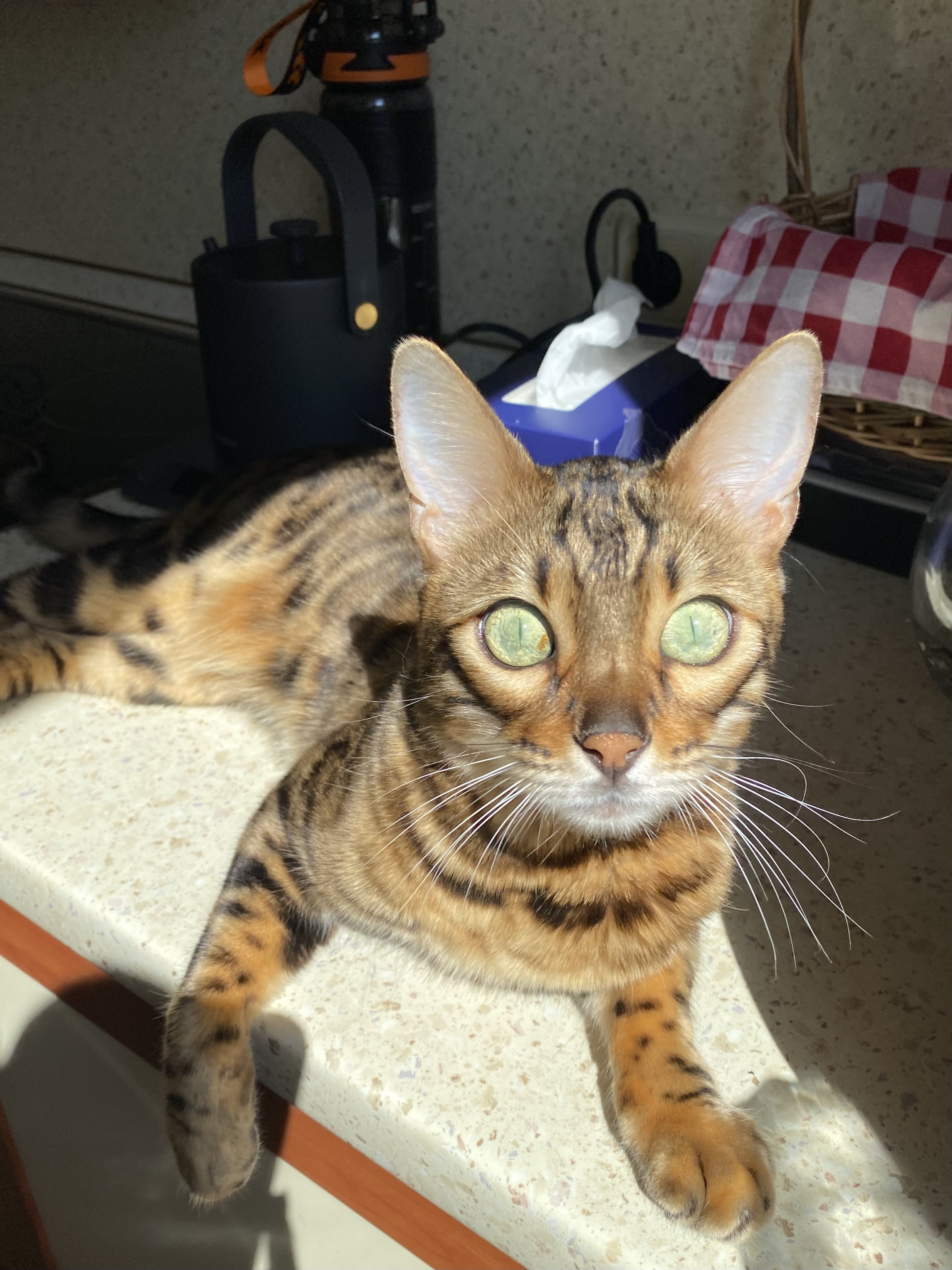 Фото питомца: кот Соломон занял кухню