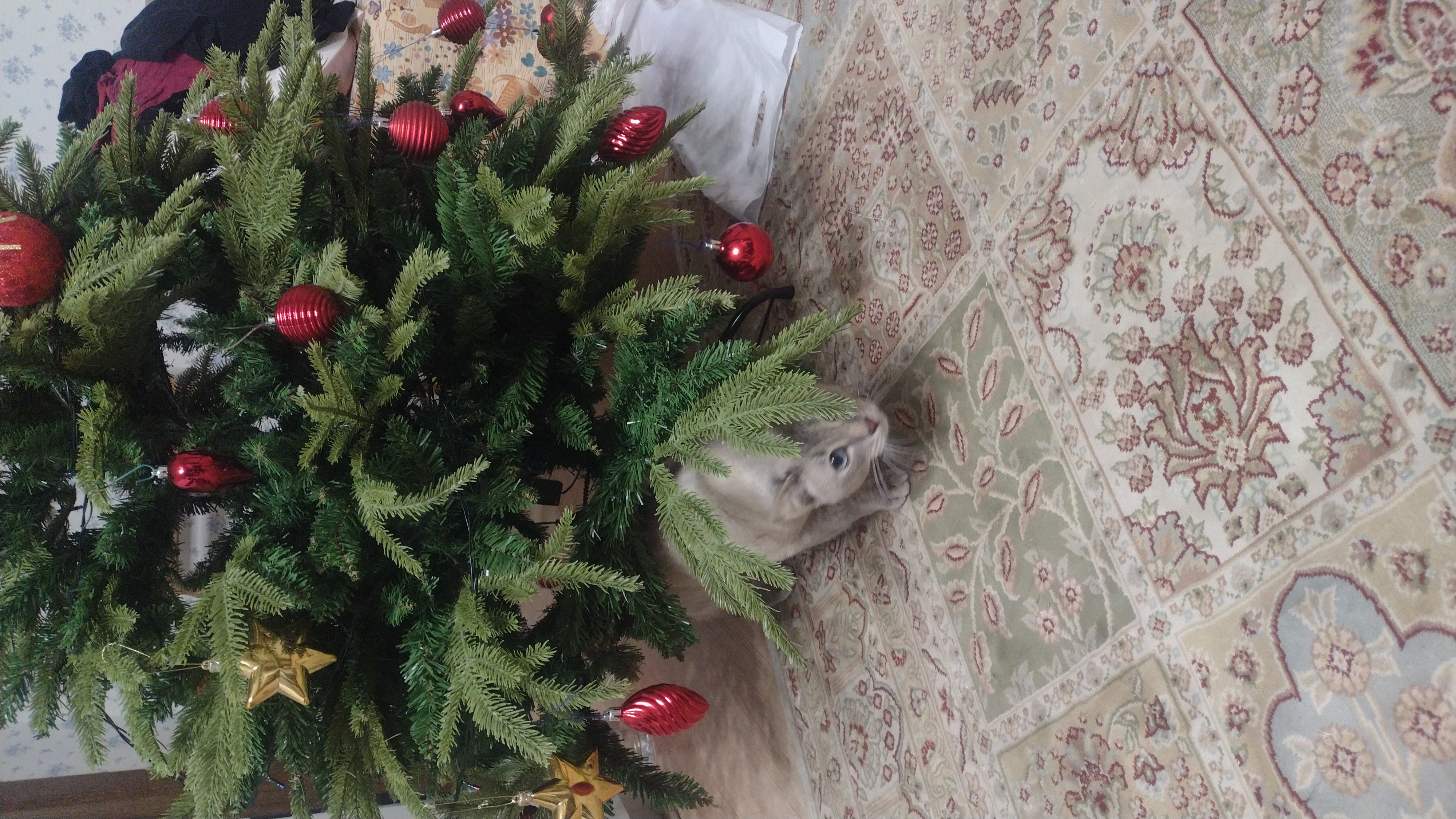 Фото питомца: кот Василий выслеживает Деда Мороза