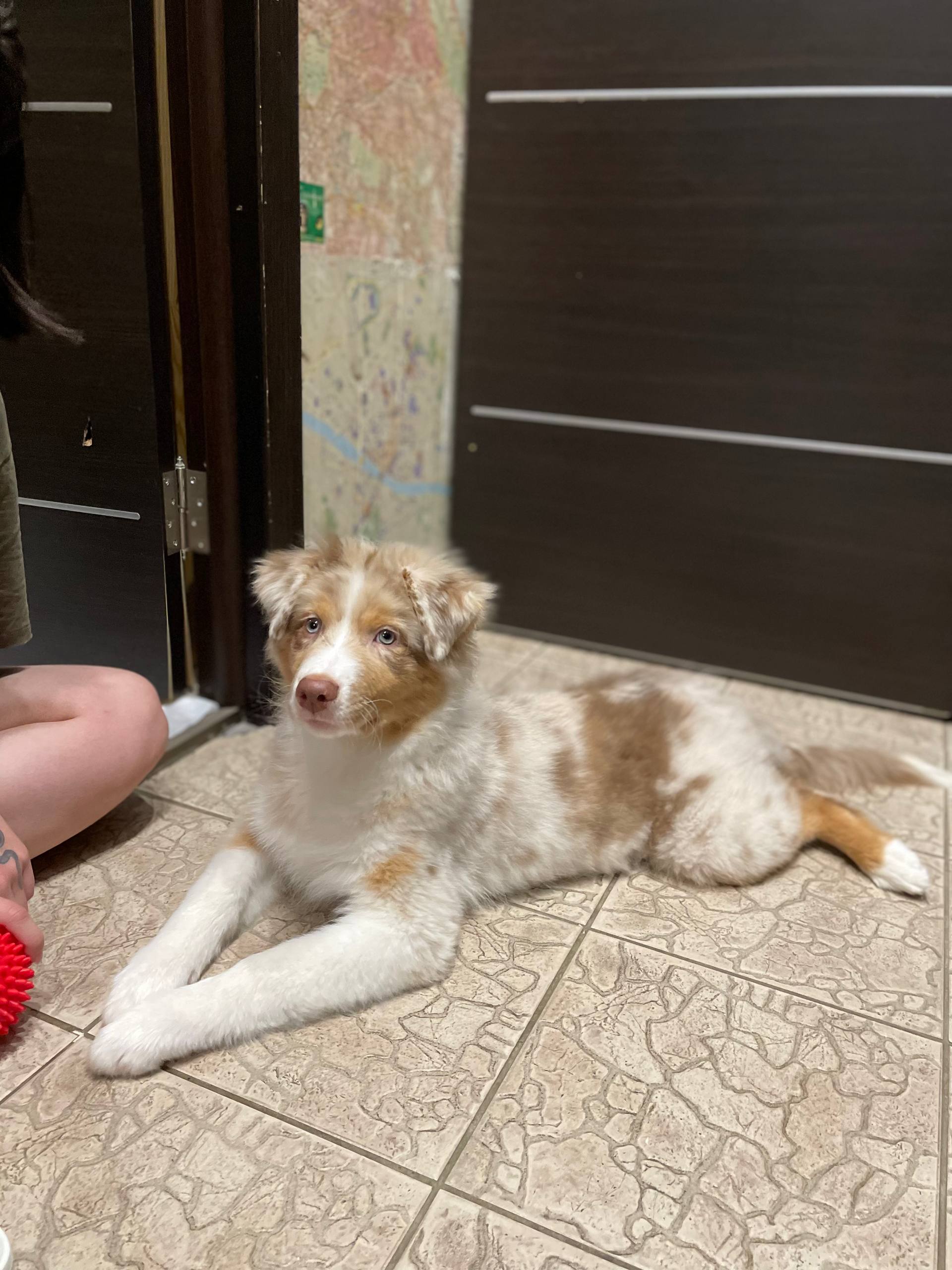 Я купила щенка австралийской овчарки за 130 000 ₽, а теперь применяю на нем свои знания кинолога