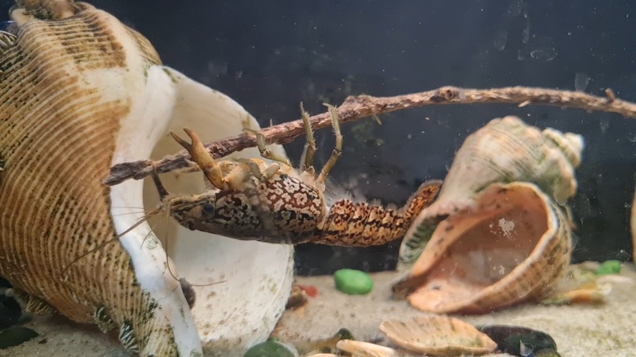 Фото питомца: рак-акробат