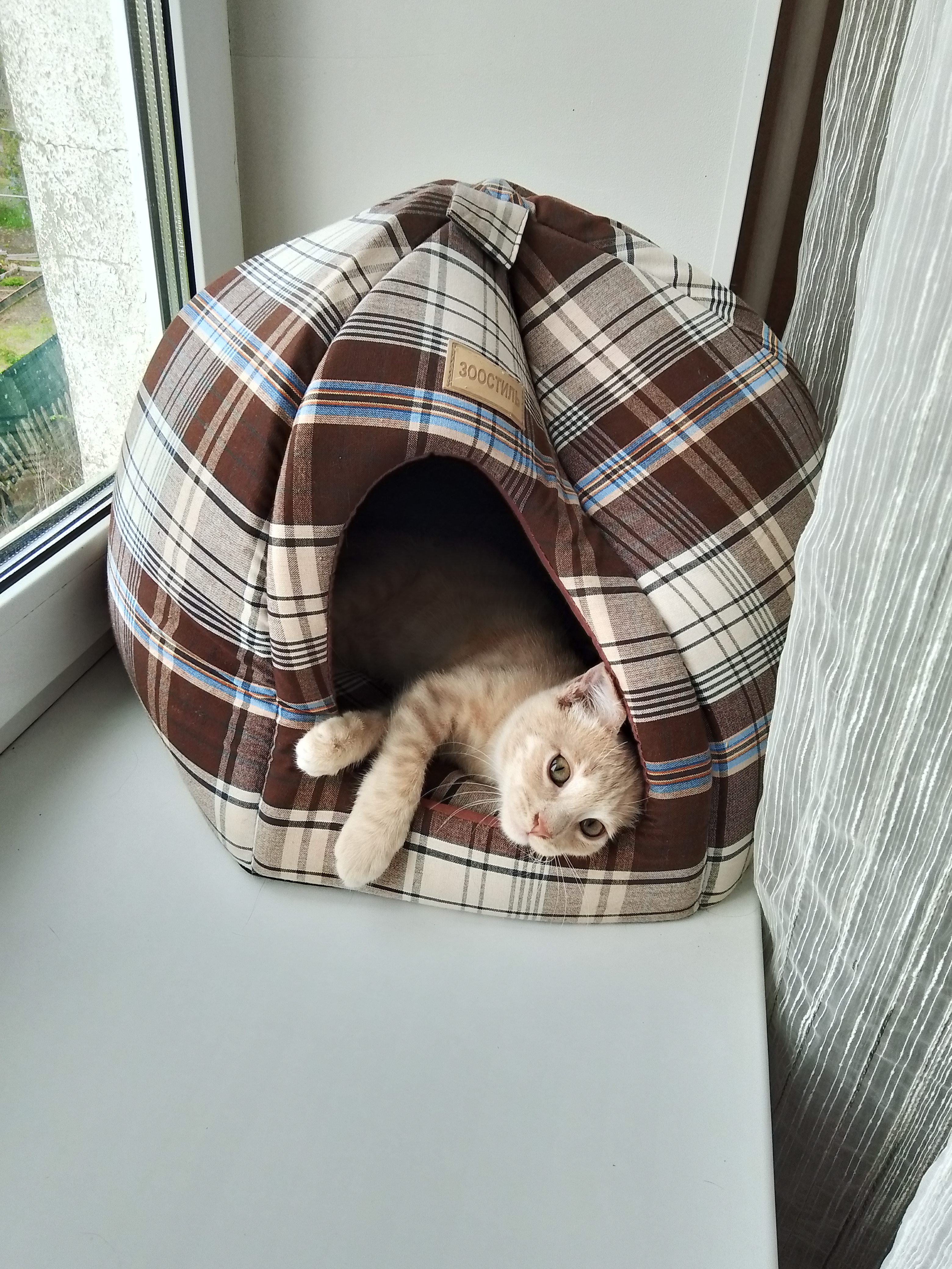 Фото питомца: кот Персик любит прятаться