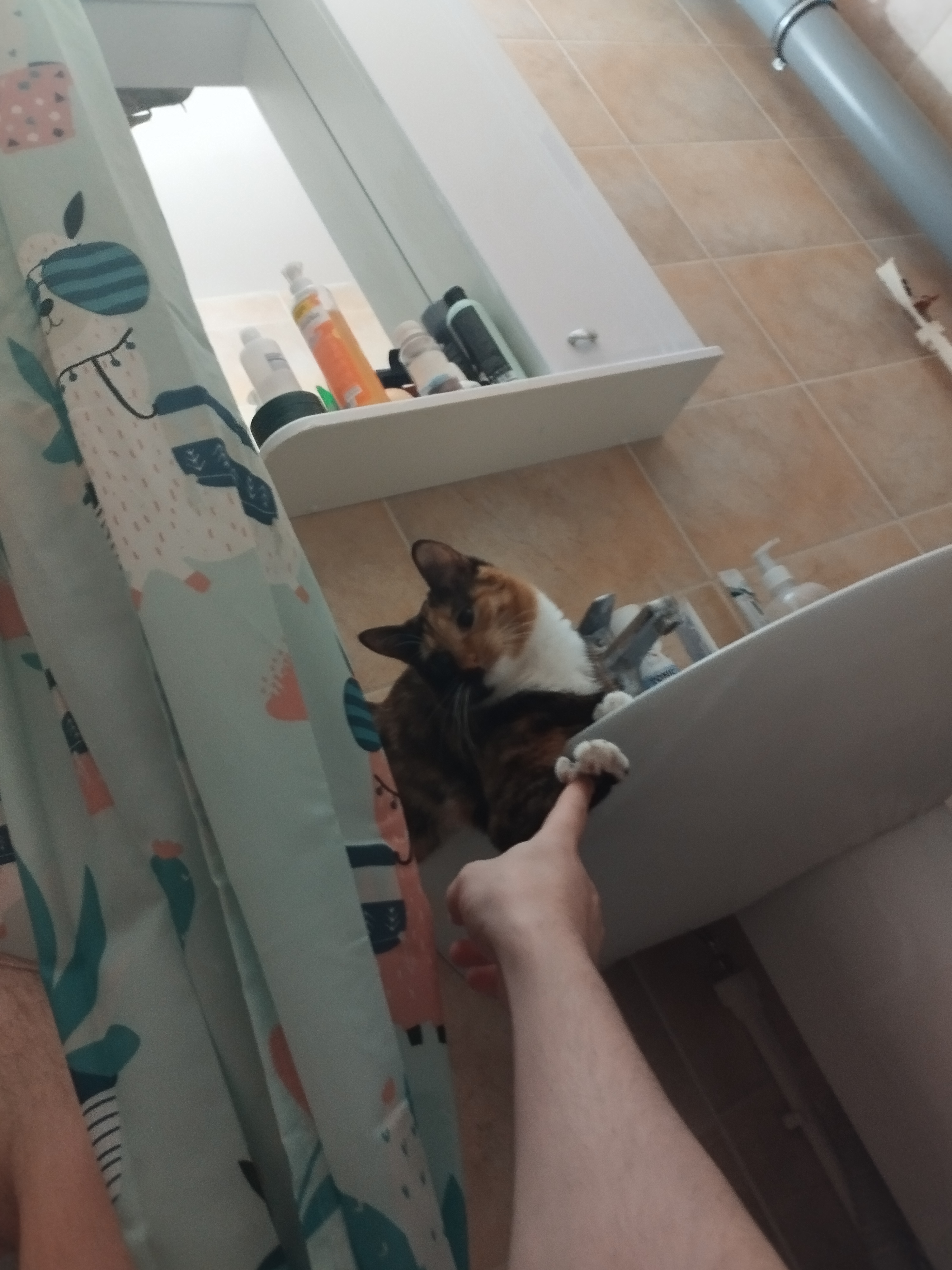 Фото питомца: кошка Шуша следит за чистотой