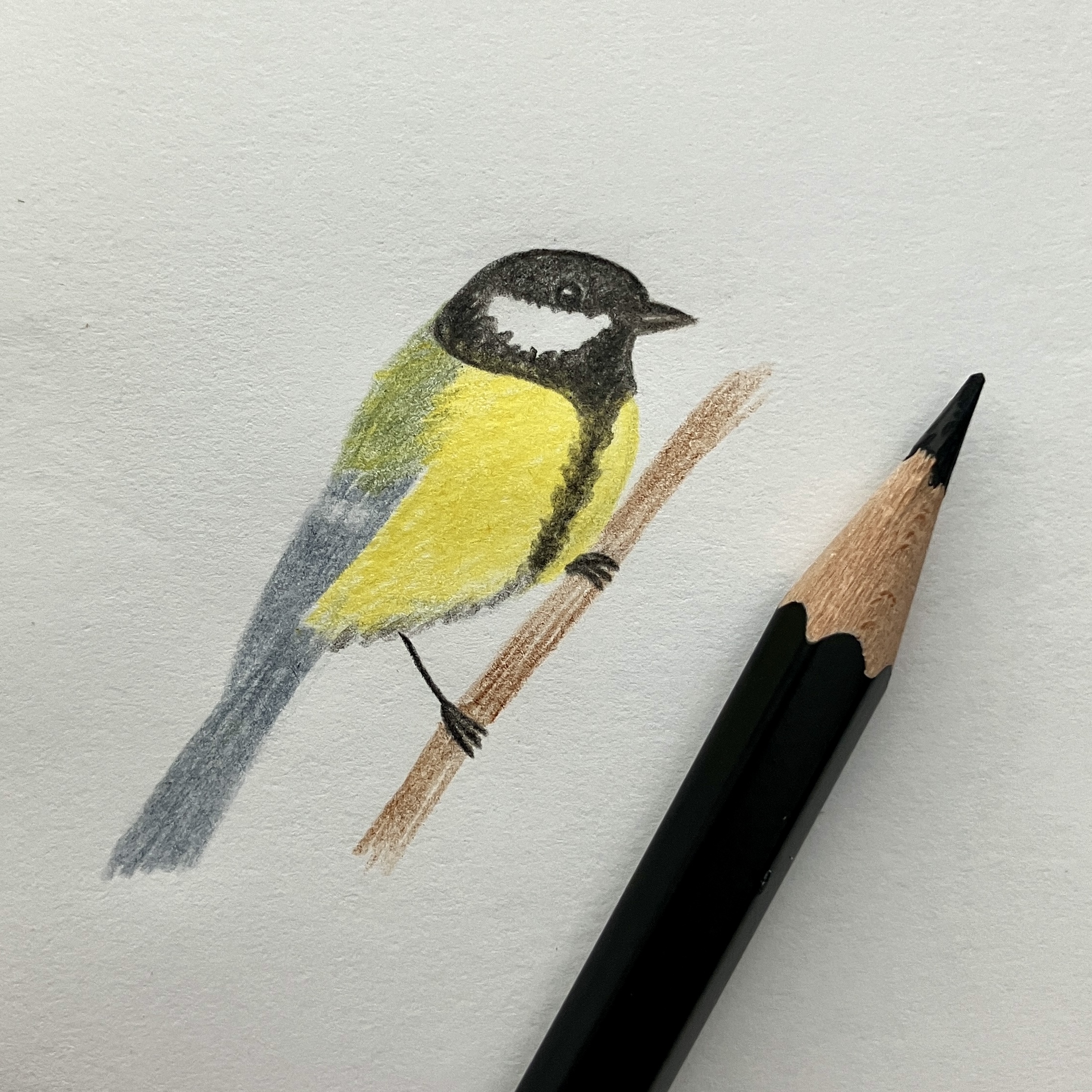 Мой рисунок: зарисовка синички по старому фото