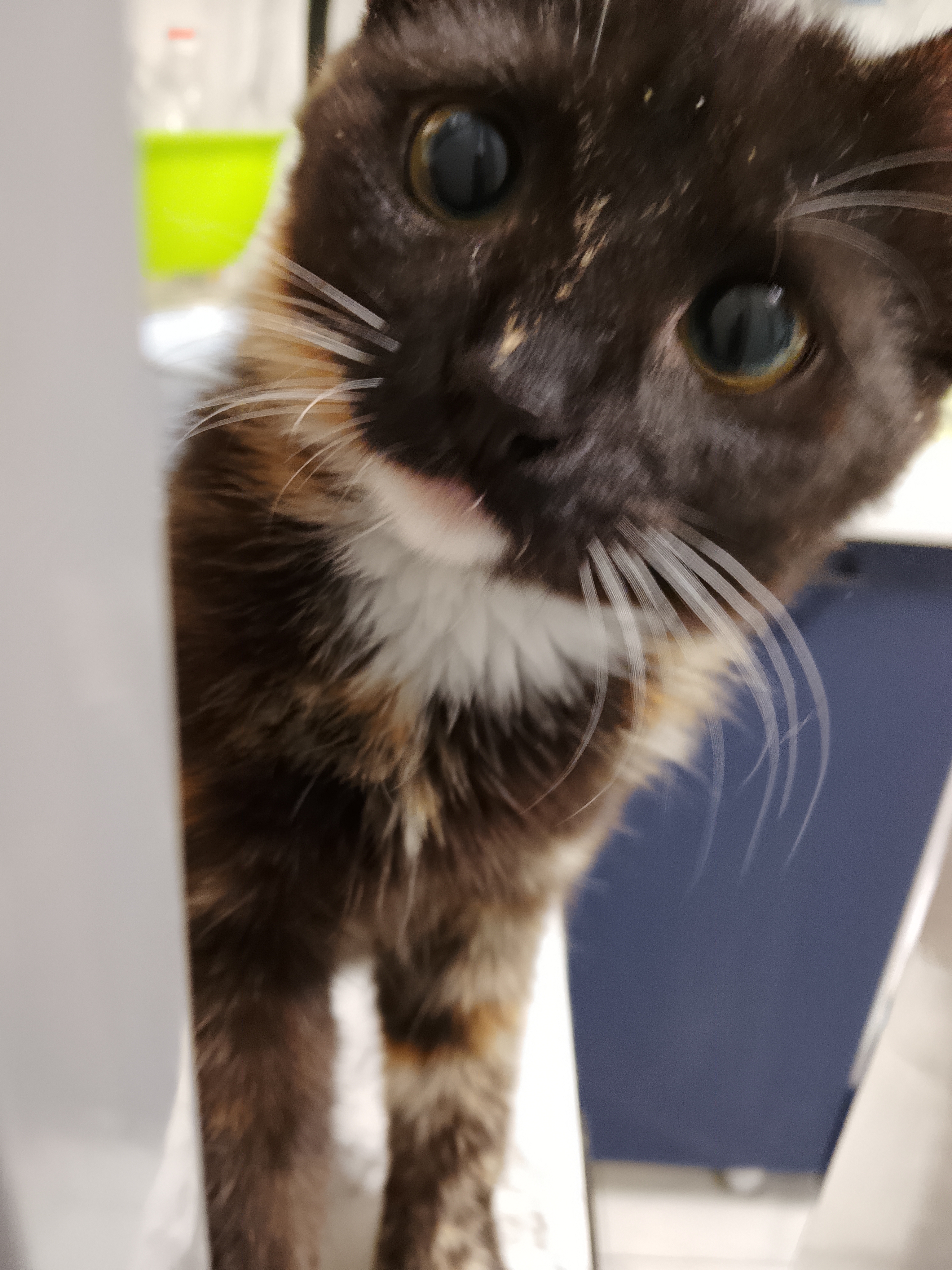 Фото питомца: маленькая принцесса, которая 9 раз свалила елку