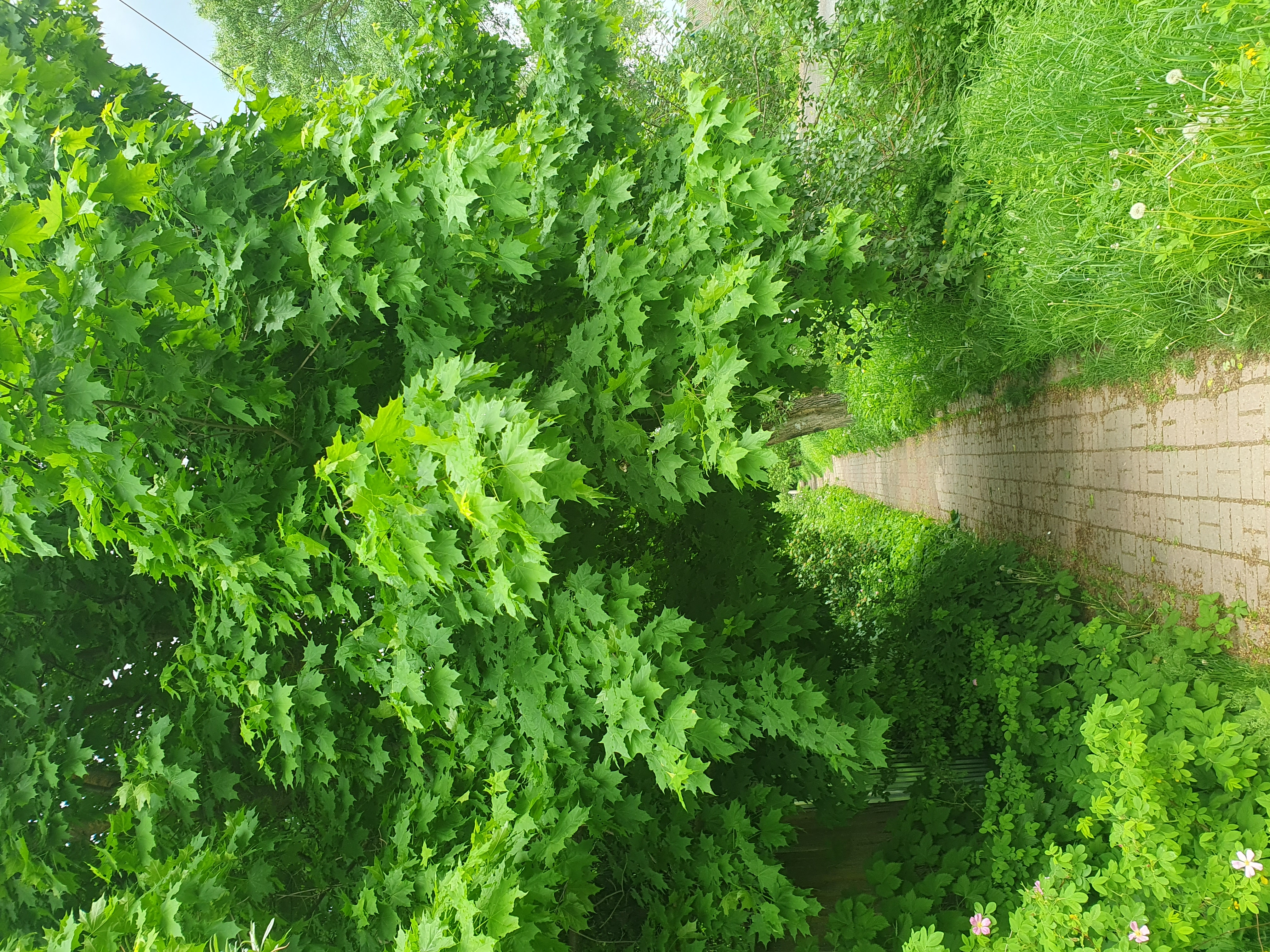 Мобильное фото: дорожка