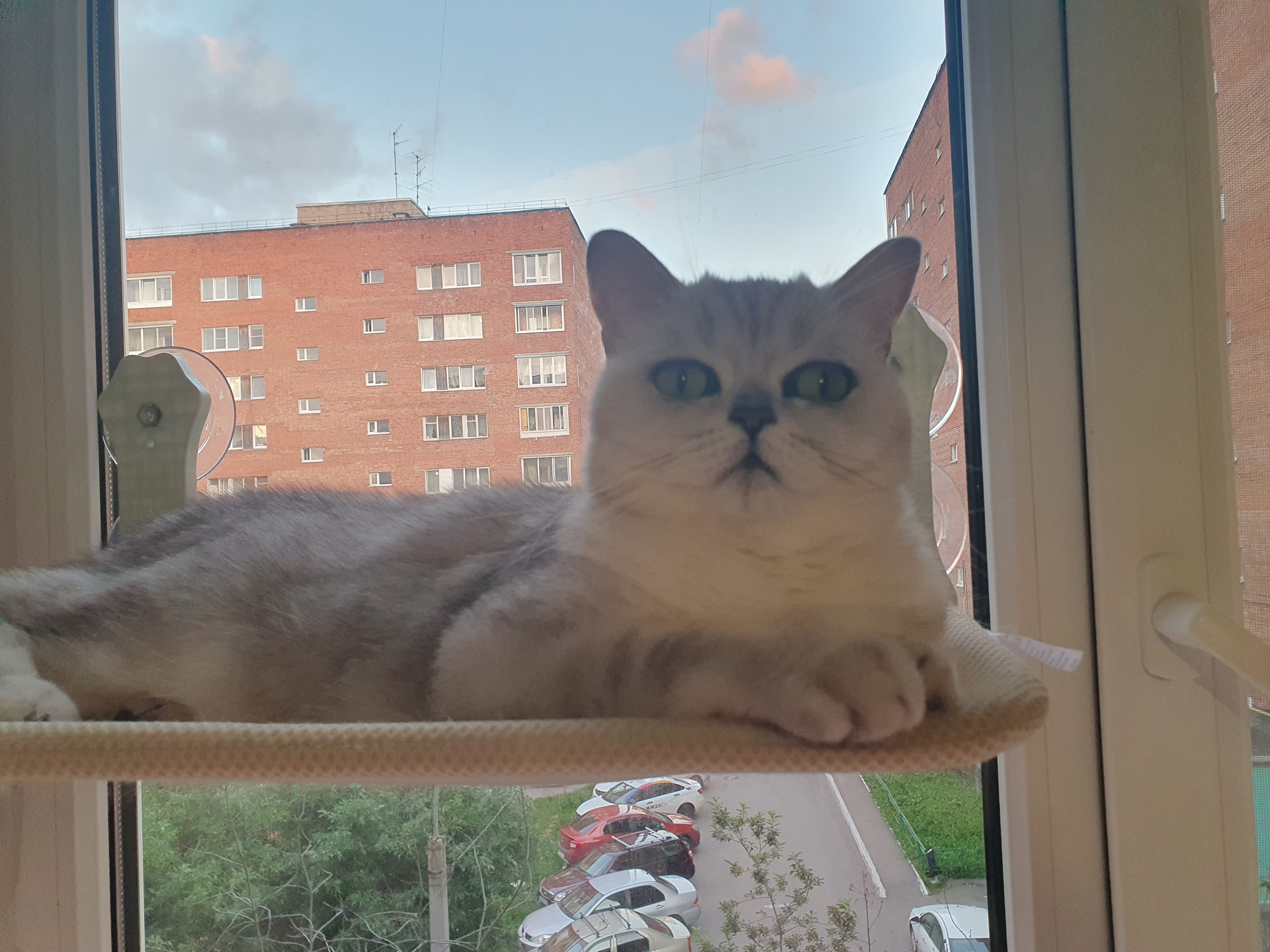 Фото питомца: кошка на окошке