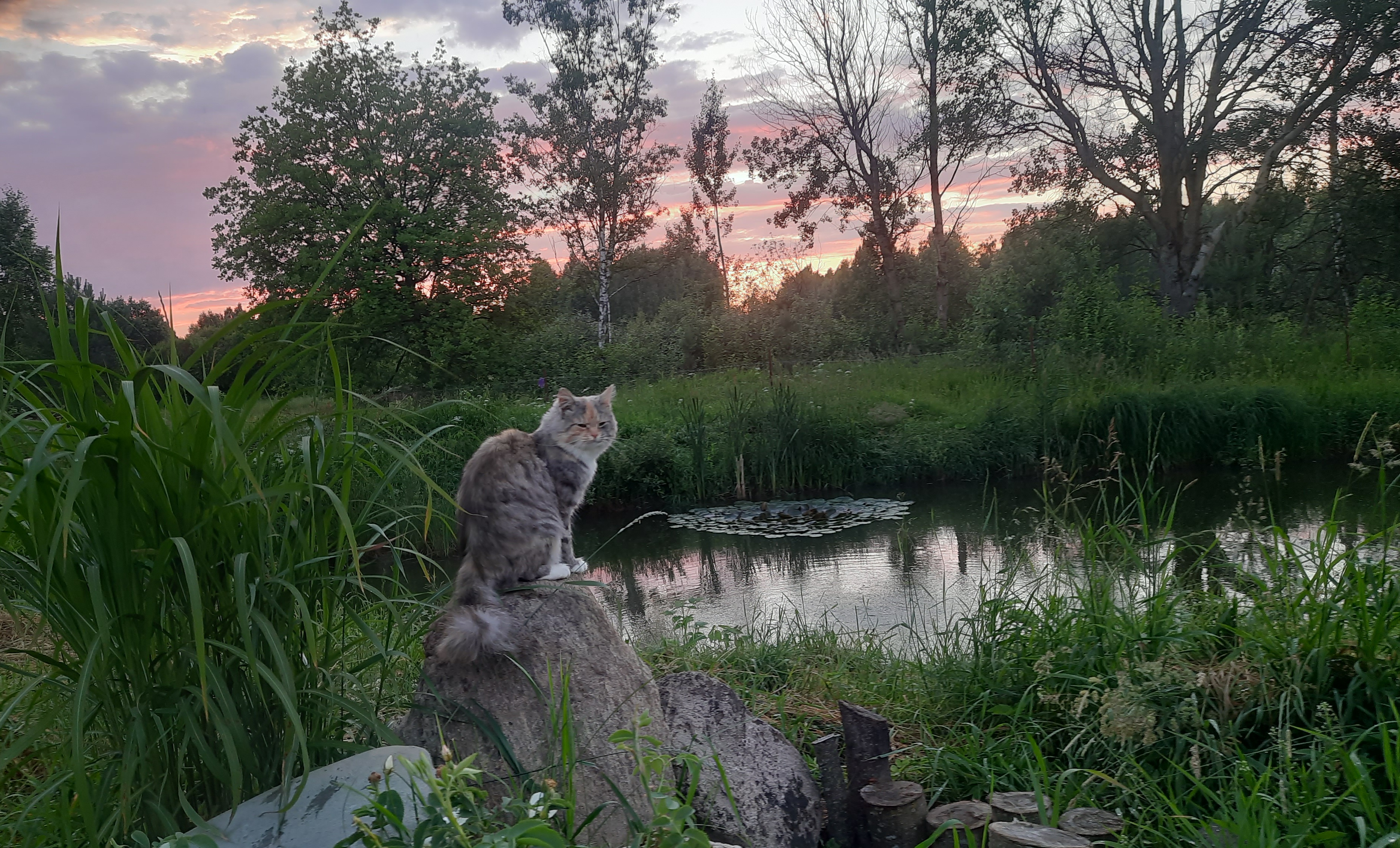 Фото питомца: кот Шушера позирует на фоне заката