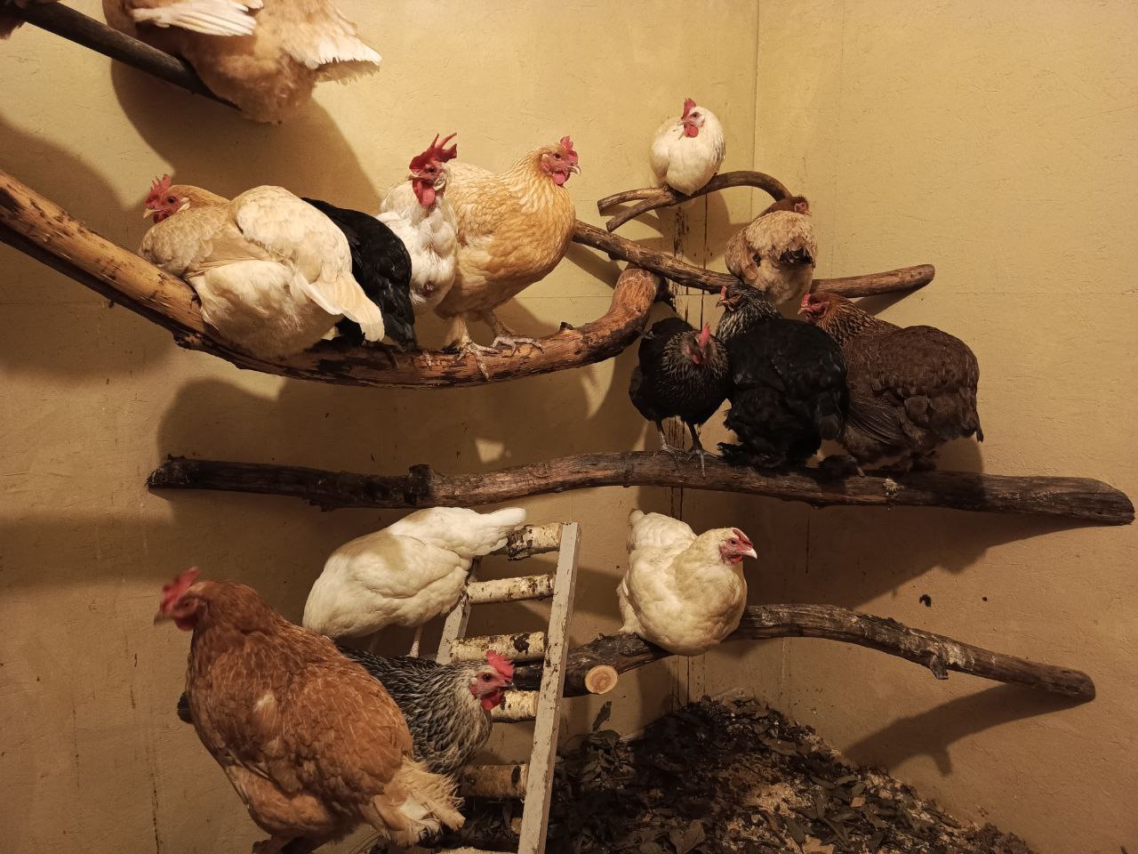 Фото питомцев: мои любимые курочки