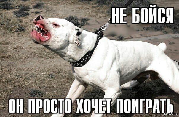 Бесят владельцы больших собак