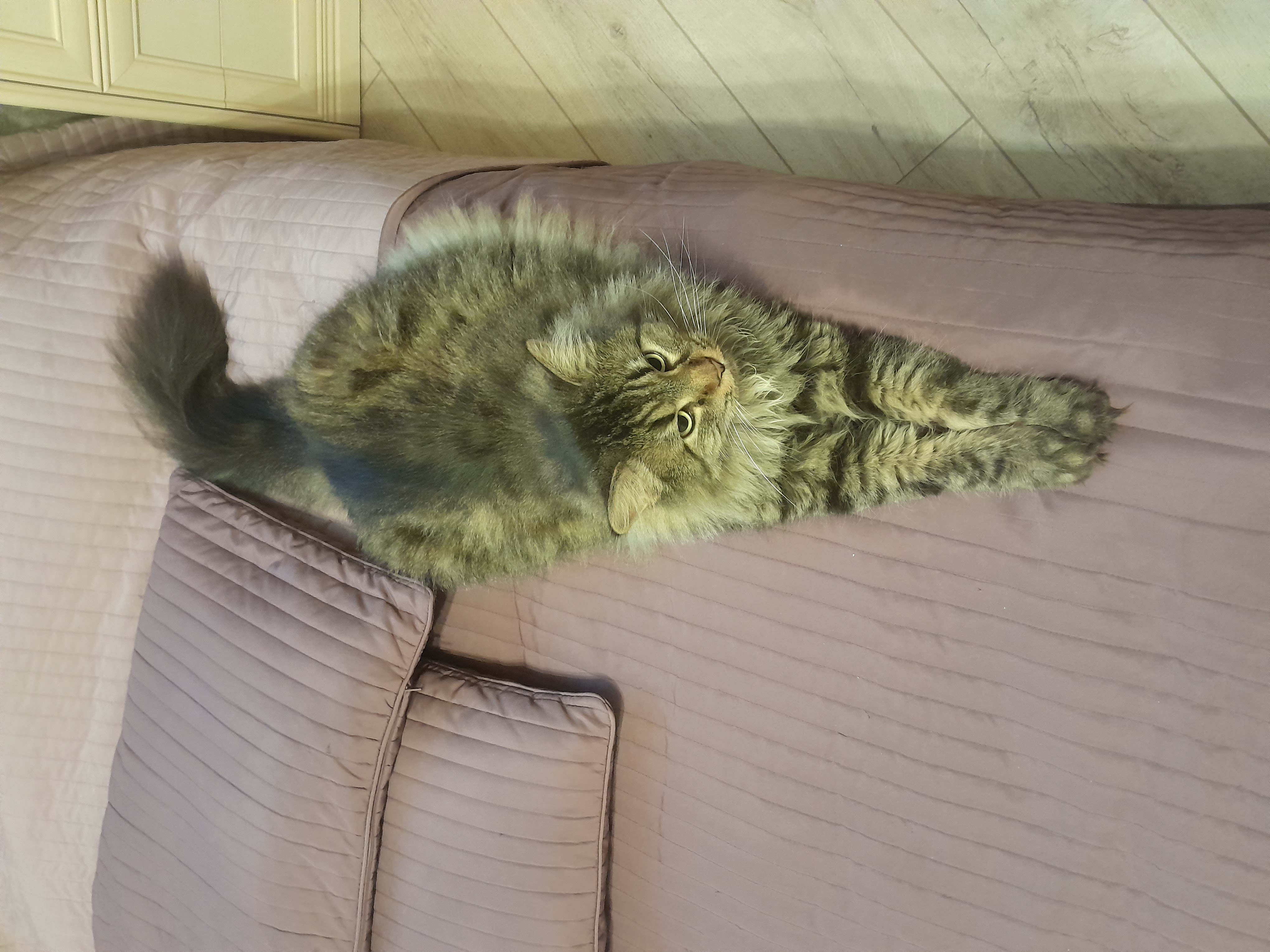 Фото питомца: кот Мао во всю длину