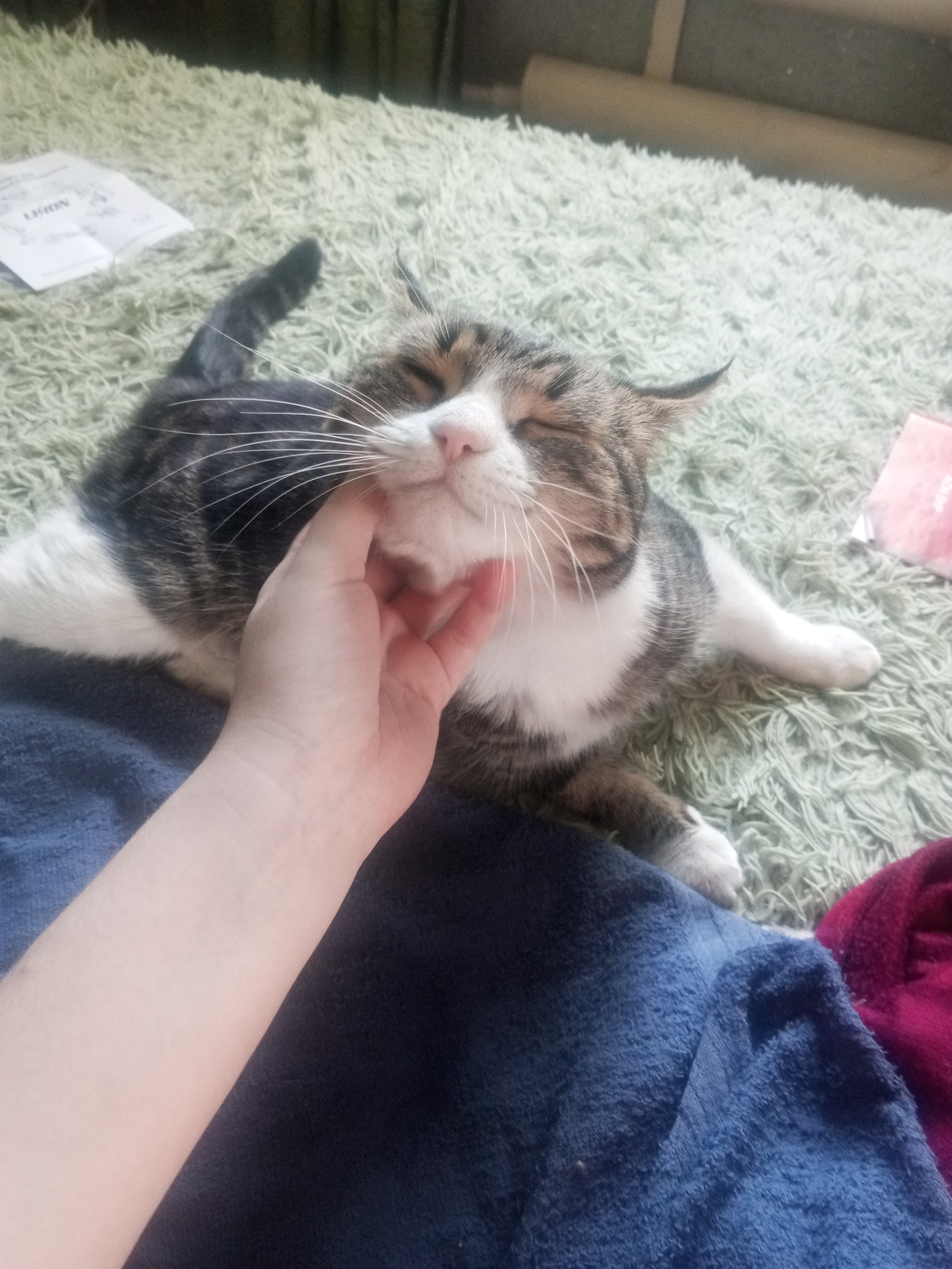 Фото питомца: кошка Брунгильда никогда не упустит почесушки