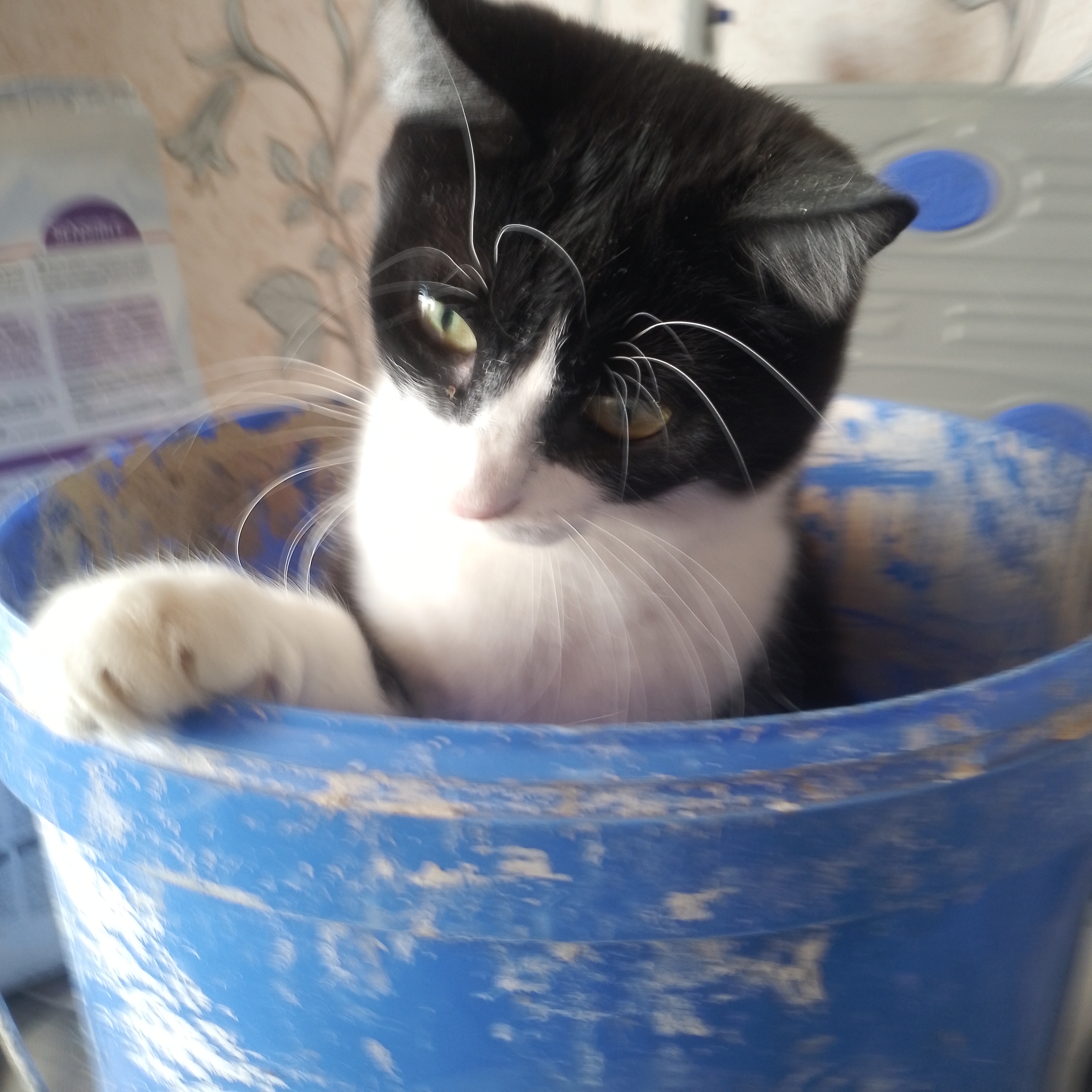 Фото питомца: кот Миша залез в строительное ведерко