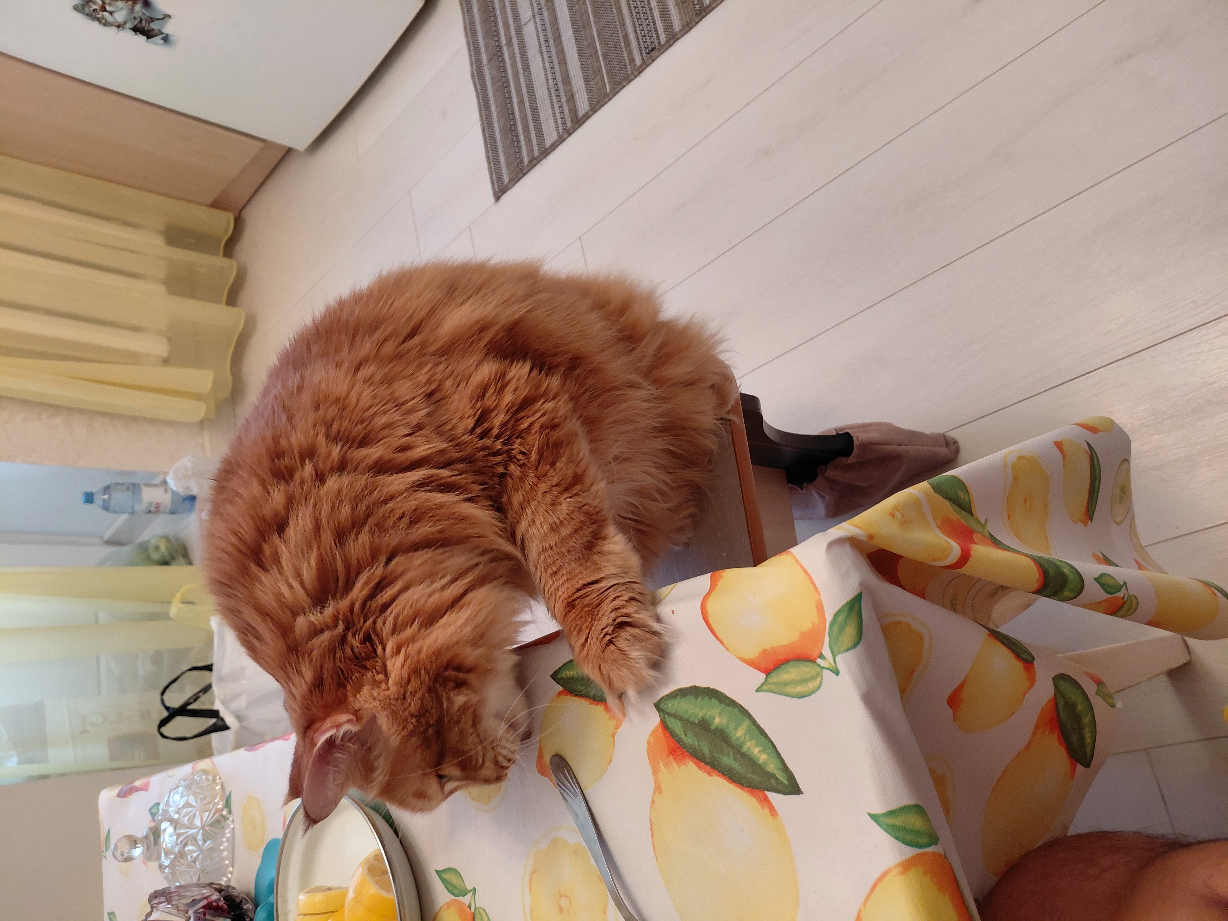 Фото питомца: кошка Маечка хочет залезть на стол