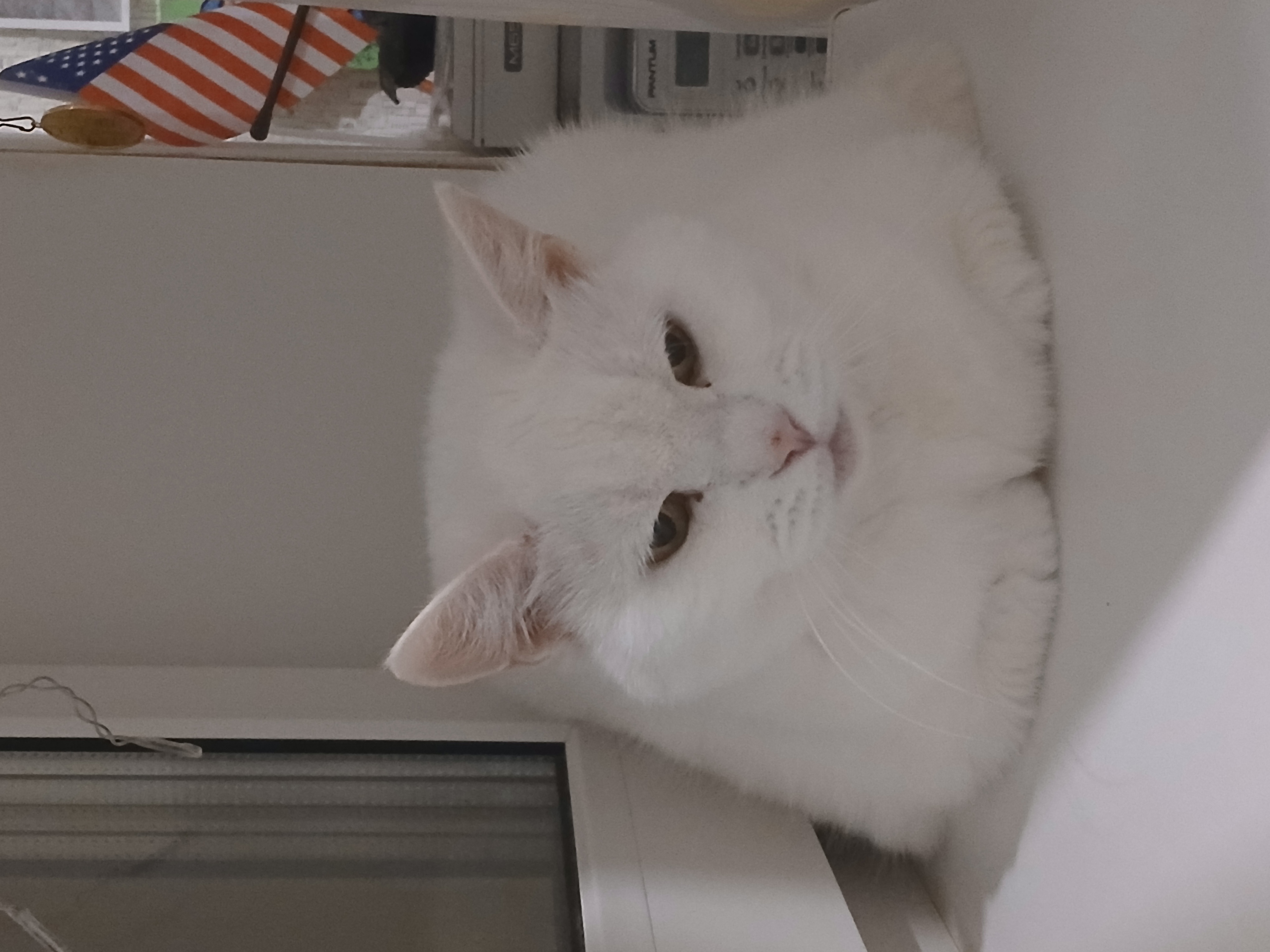 Фото питомца: кошка Ксюша батонится