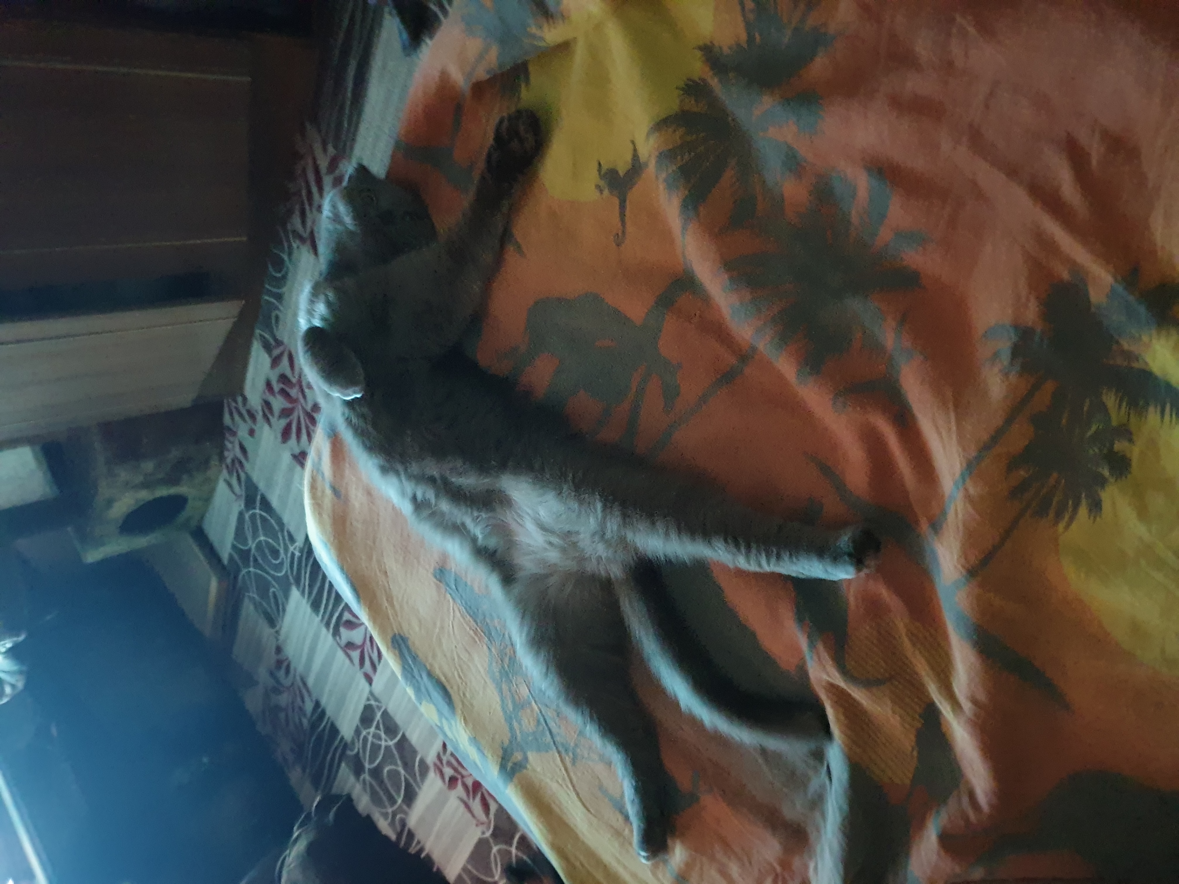 Фото питомца: кошка Соня отдыхает