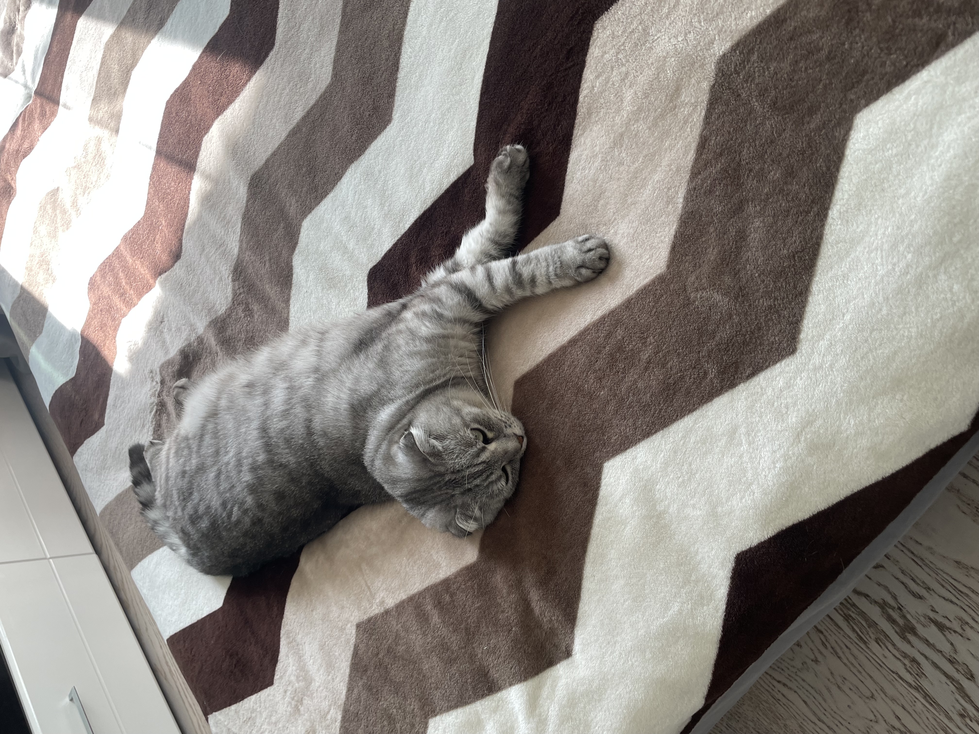 Фото питомца: кот Локи отдыхает