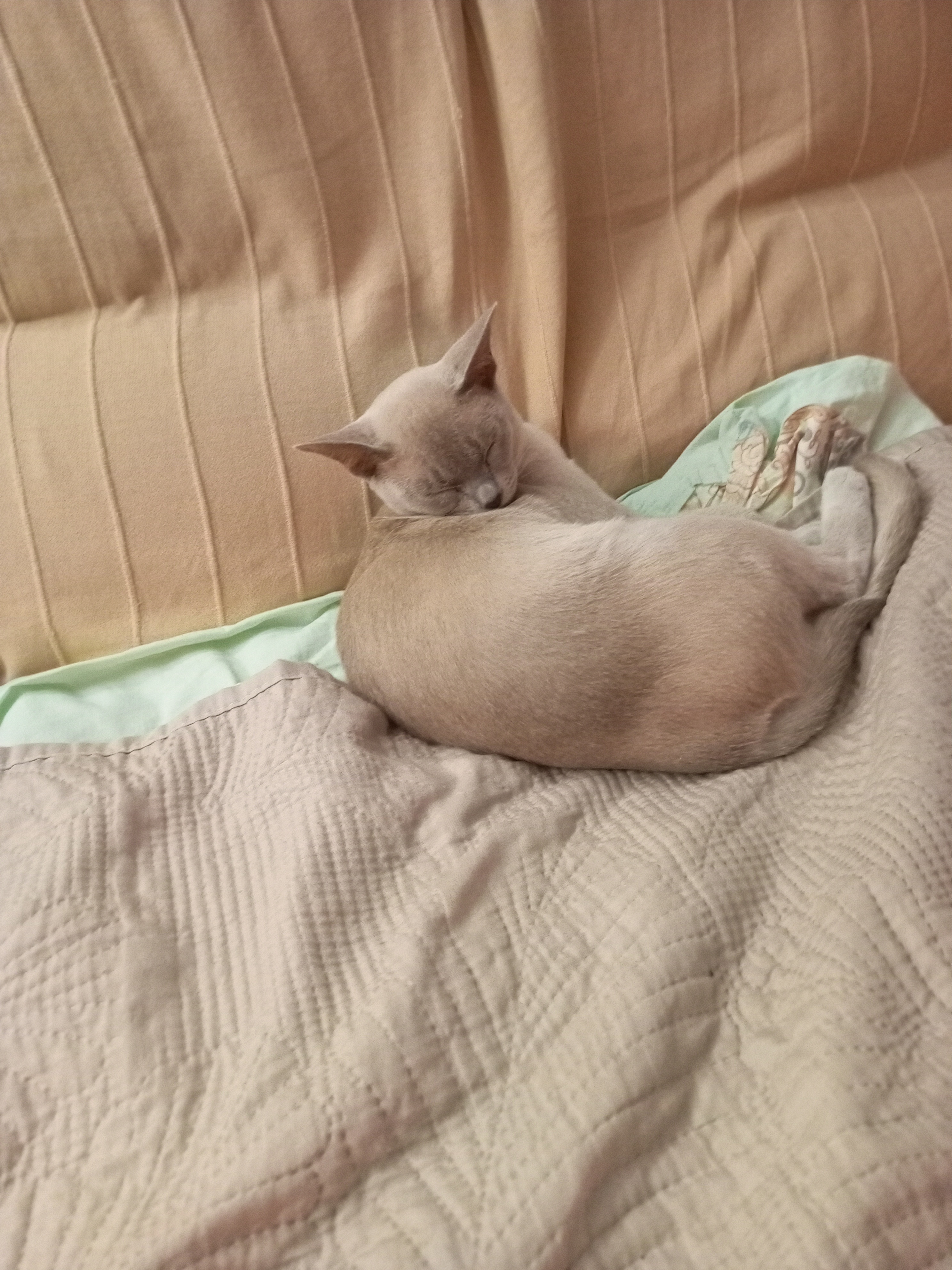 Фото питомца: кошка Кристи о чем-то задумалась