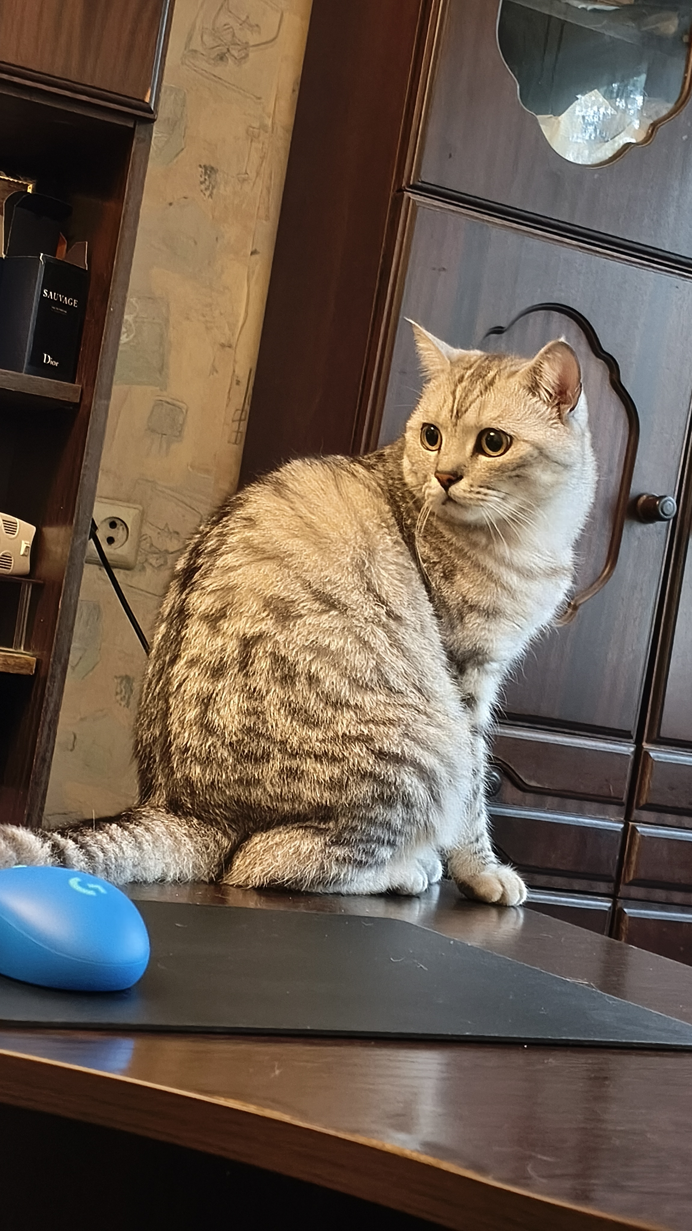 Фото питомца: мой кот