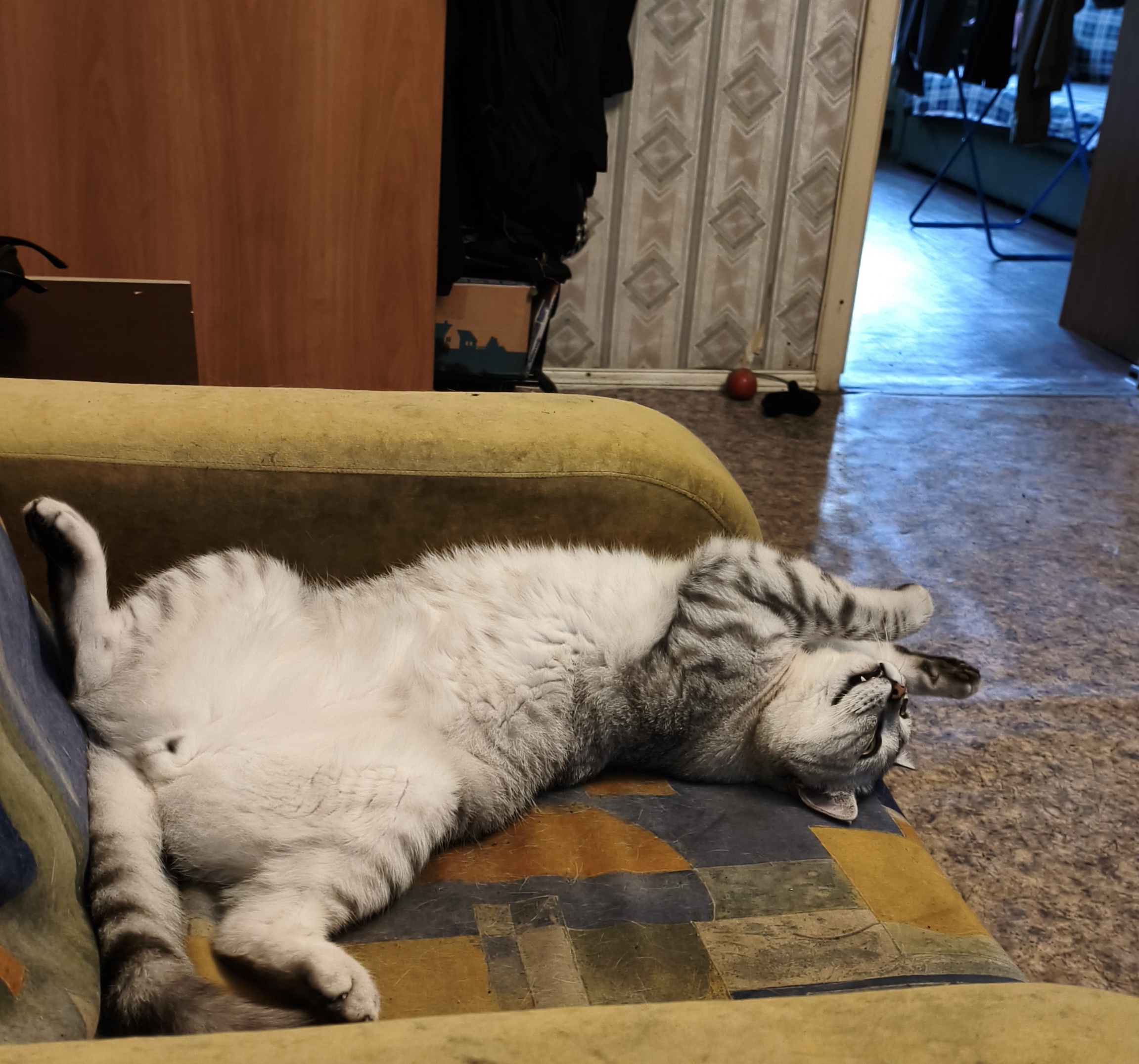 Фото питомца: кот лежит лапками вверх