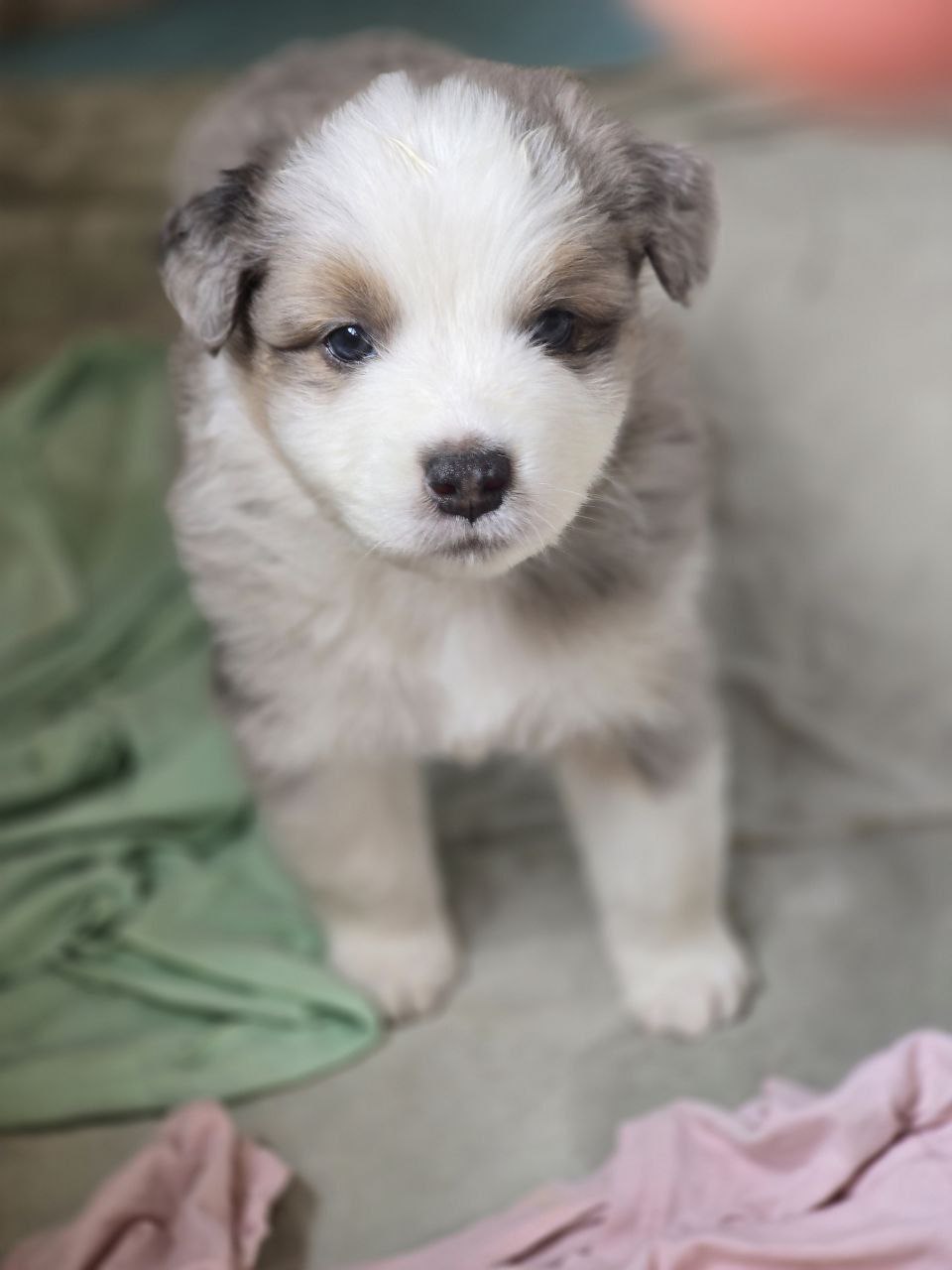 Как в нашей семье появился еще один чудик: мы выбрали в качестве первой собаки аусси