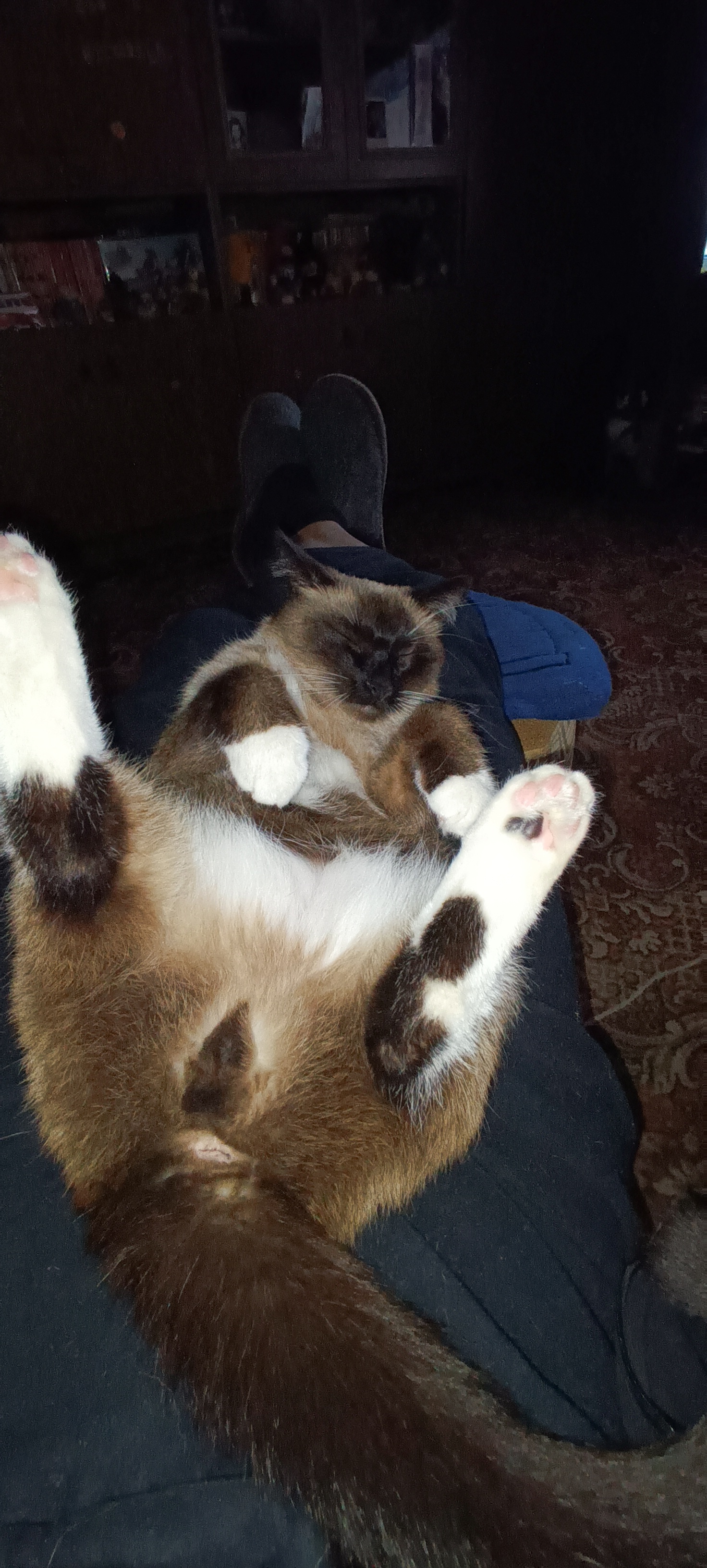 Фото питомца: кот Тайсон наслаждается отдыхом