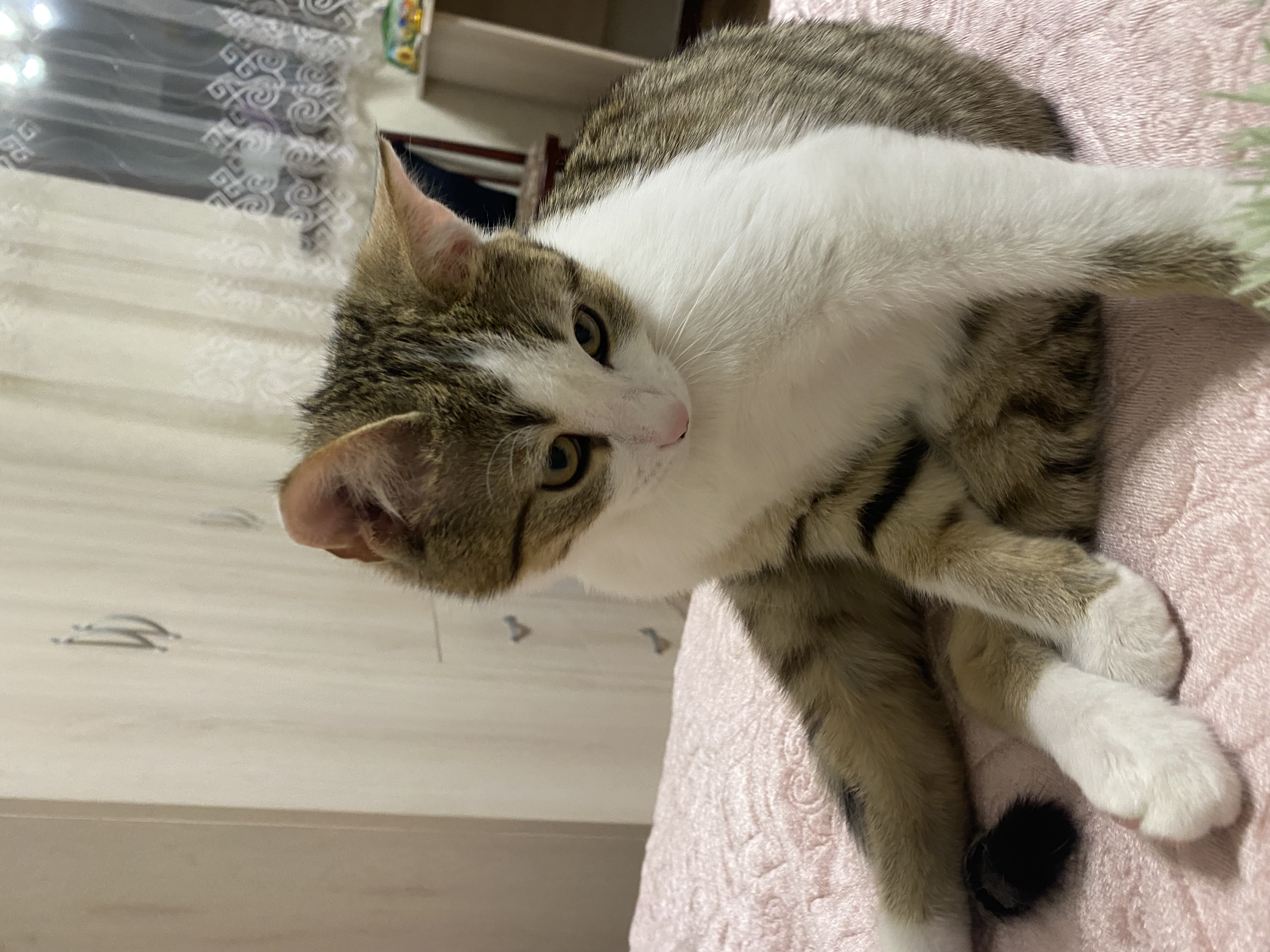 Фото питомцев: коты Сильвер и Пуфка демонстрируют дружбу