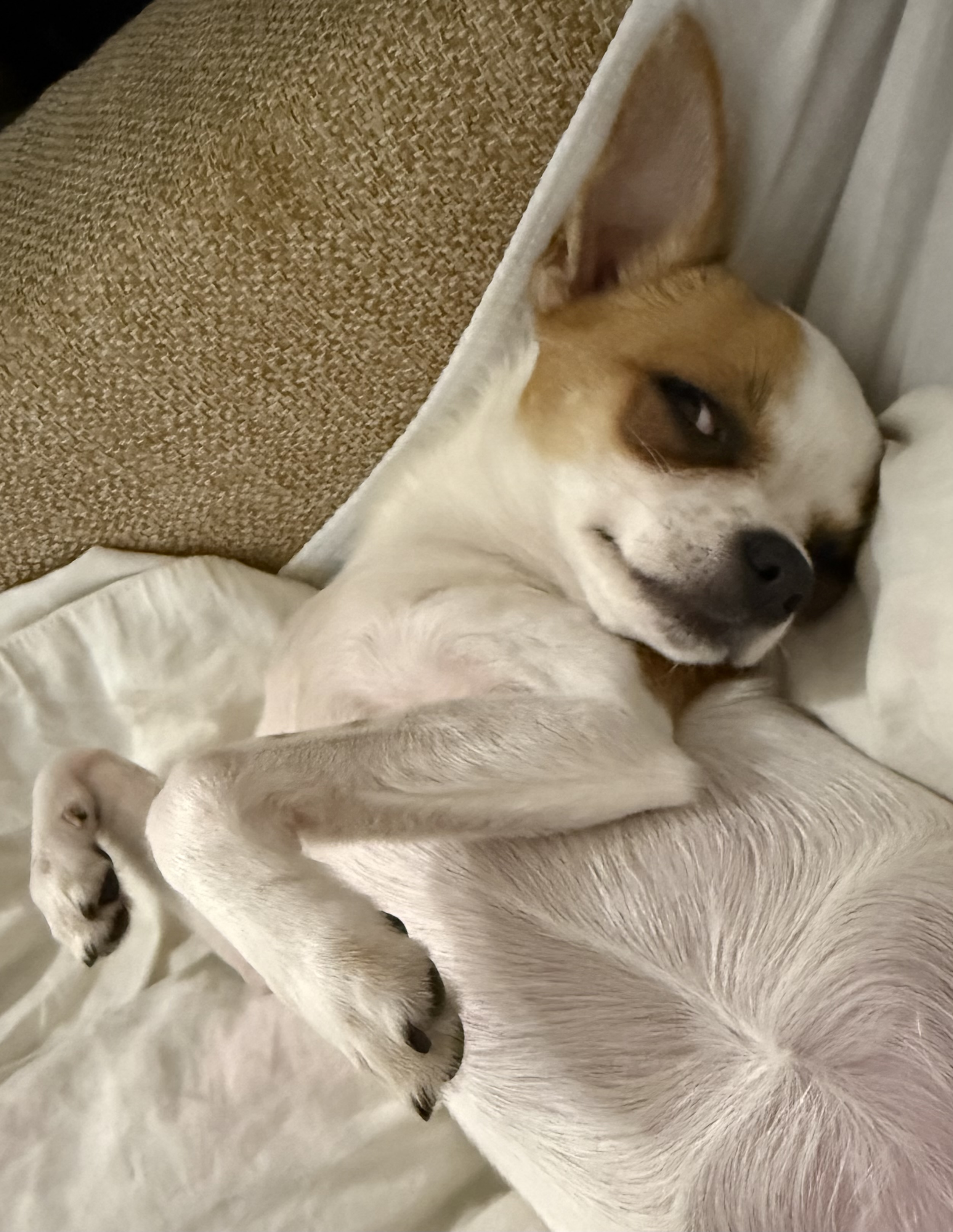 Фото питомца: чихуахуа Ляля занимается собачьей работой