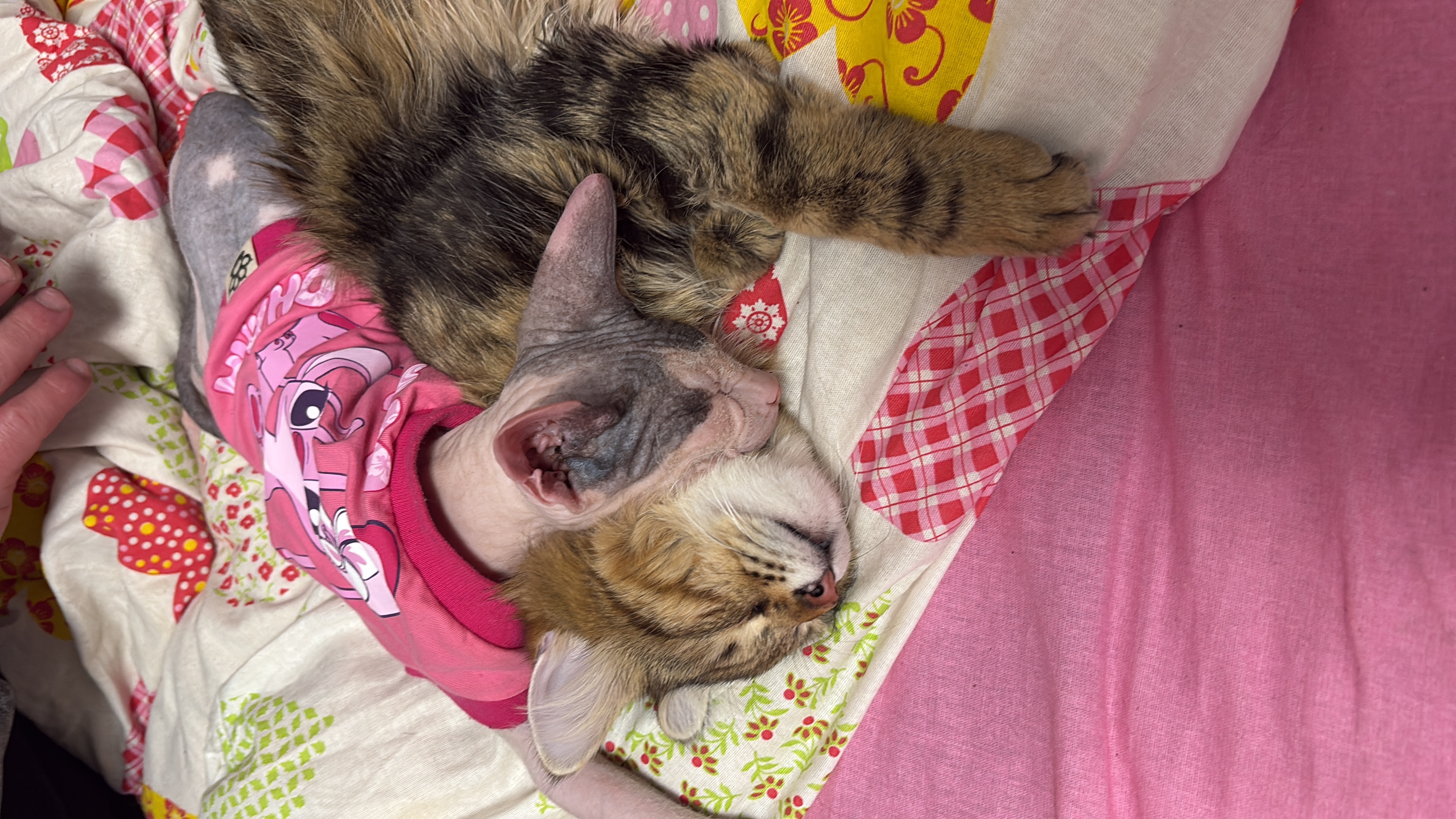 Фото питомцев: коты Пушок и Ричард и кошки Моня и Матильда дружно спят