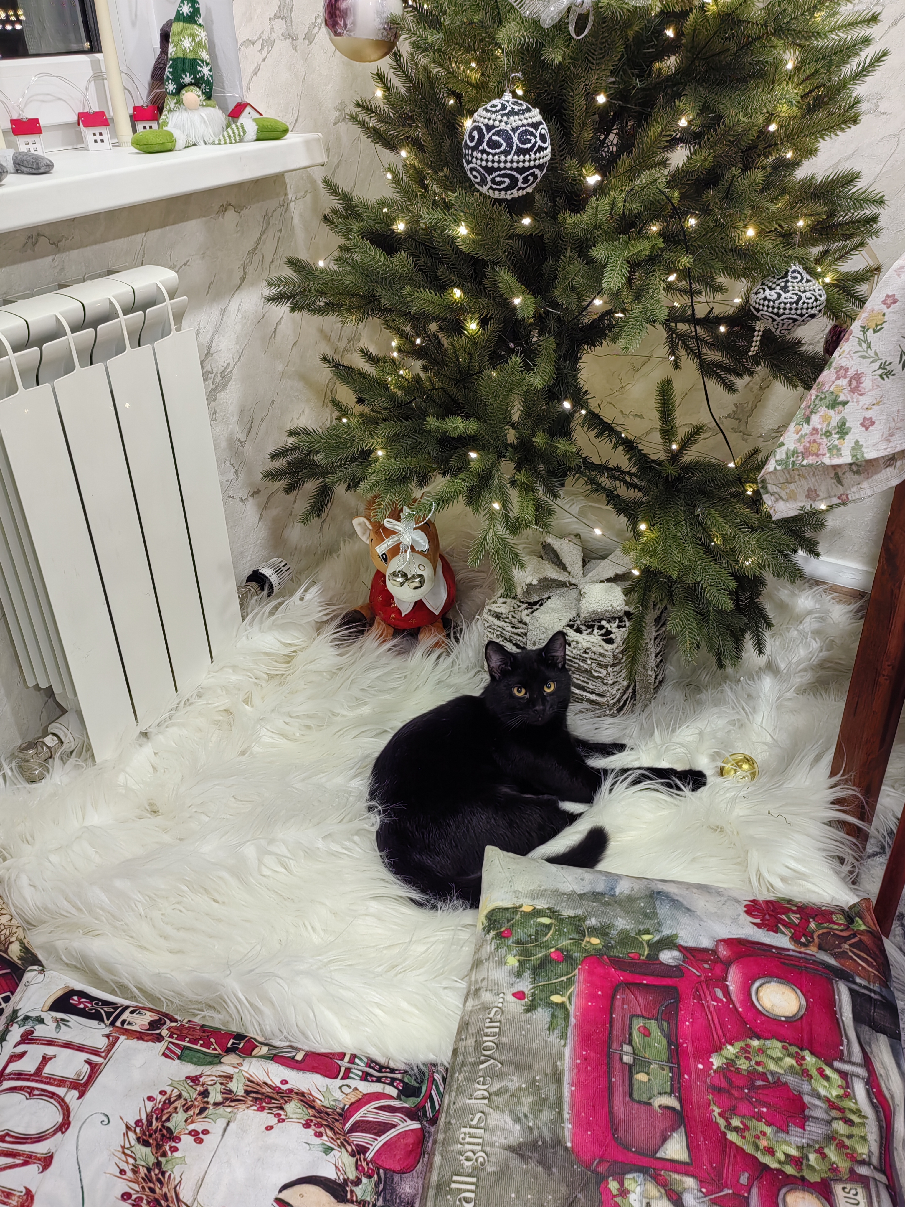 Фото питомца: кот Мурик радуется празднику