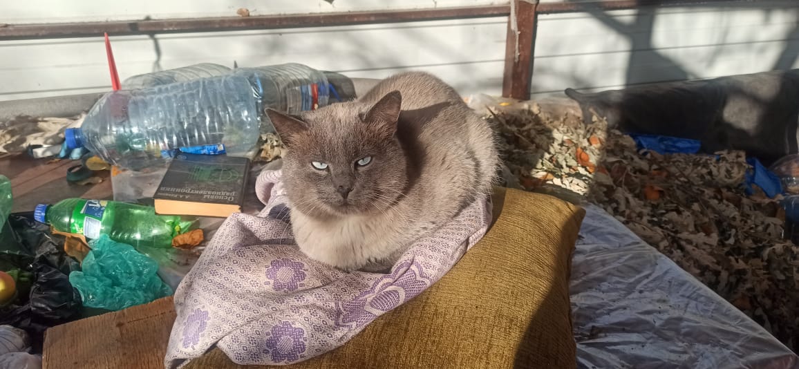 Мобильное фото: серый дымчатый кот