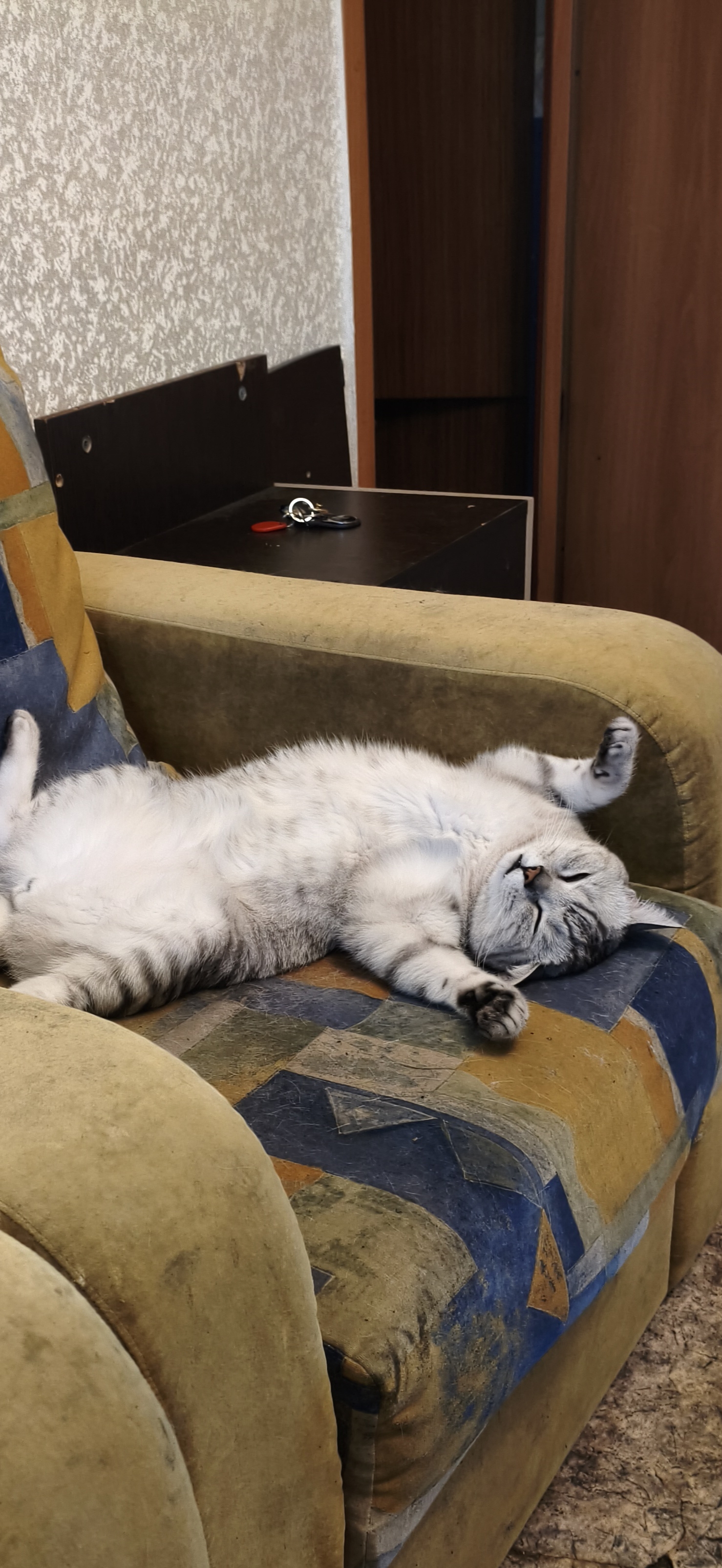 Фото питомца: мой кот