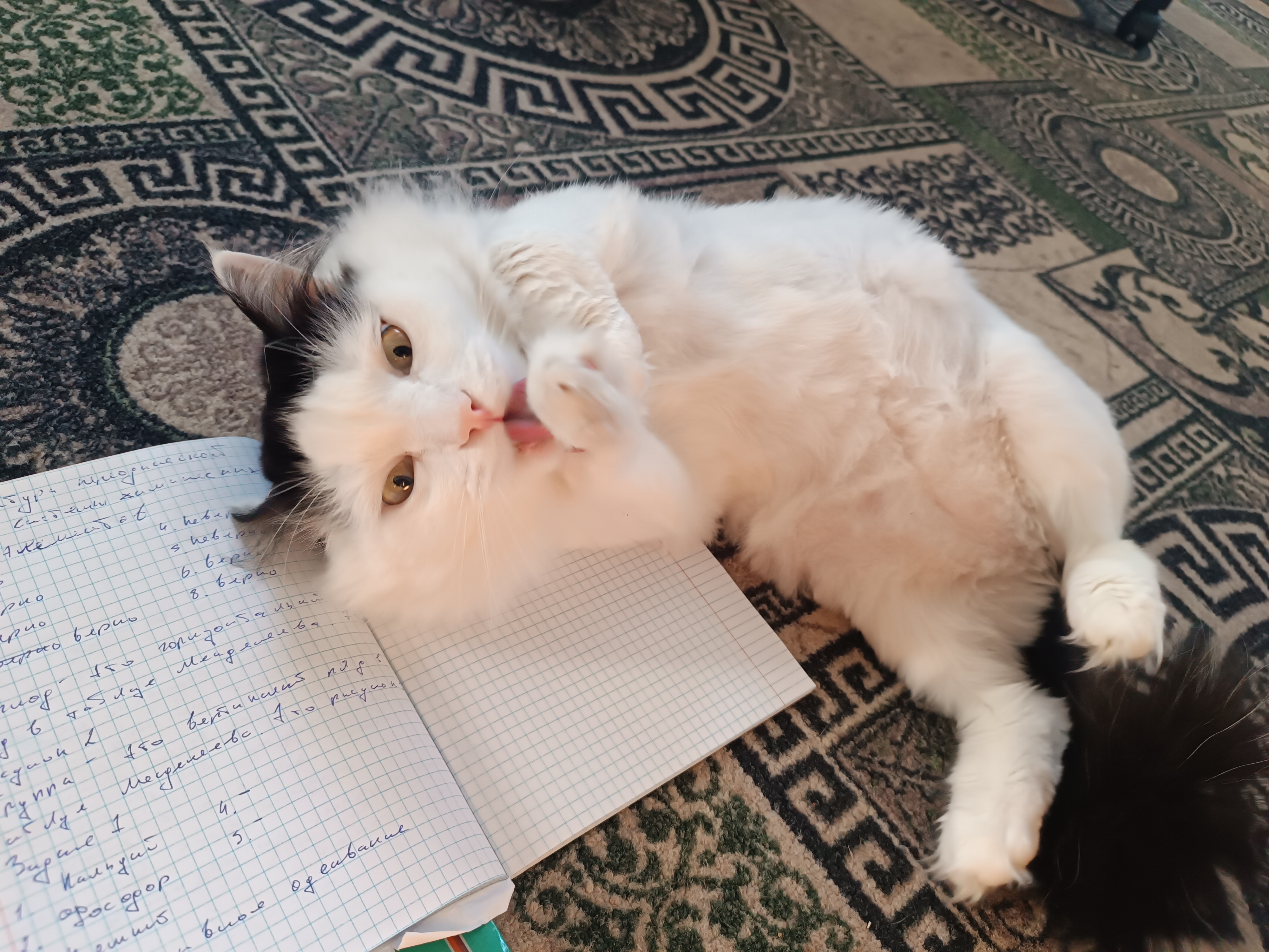 Фото питомца: кот Кракен валяется на тетради