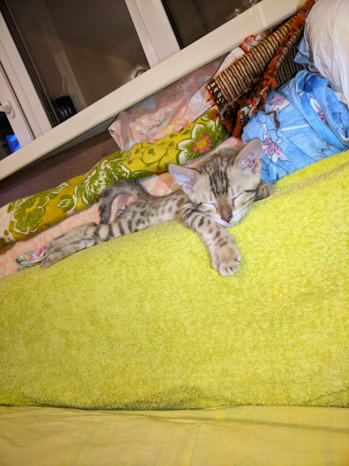 Фото питомца: кошечка Кэсси вытянулась вдоль батареи в счастливом сне