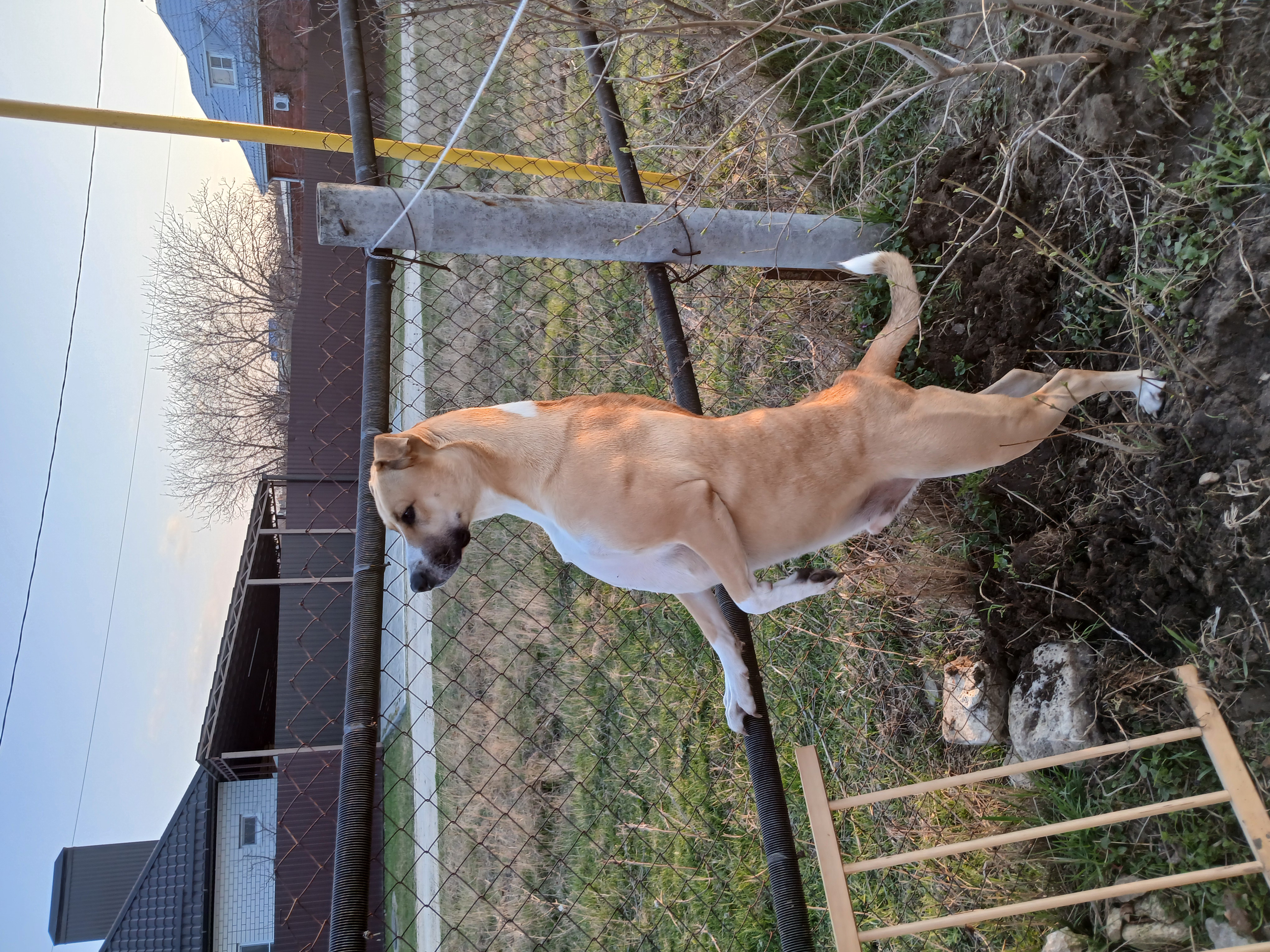 Фото питомца: собака Борн пасет кур