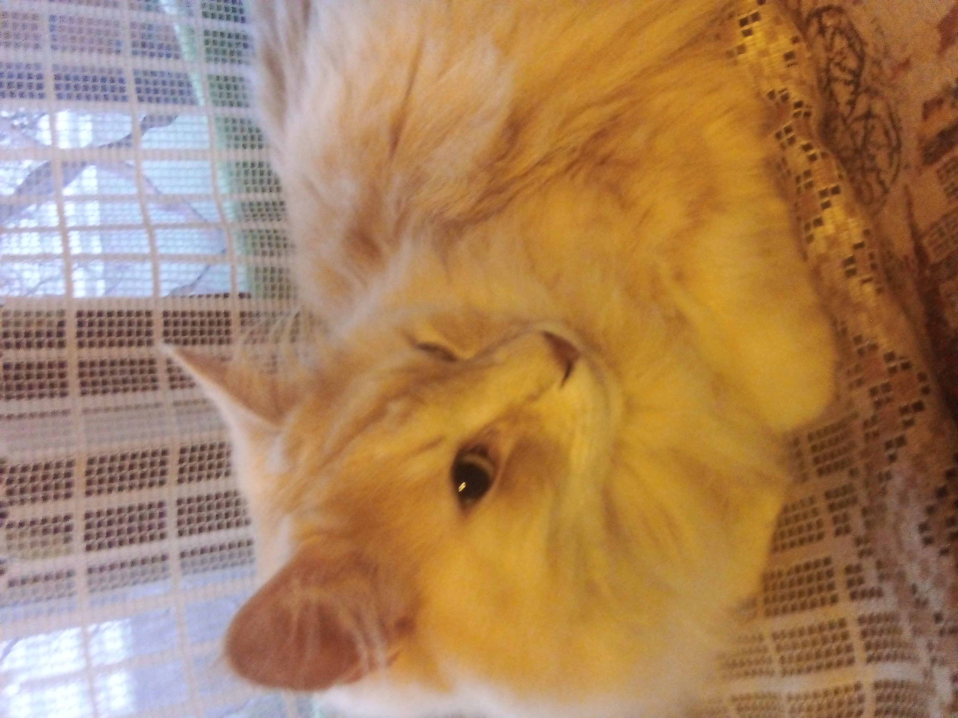 Фото питомца: курильский бобтейл Барон устроился на теплом подоконнике