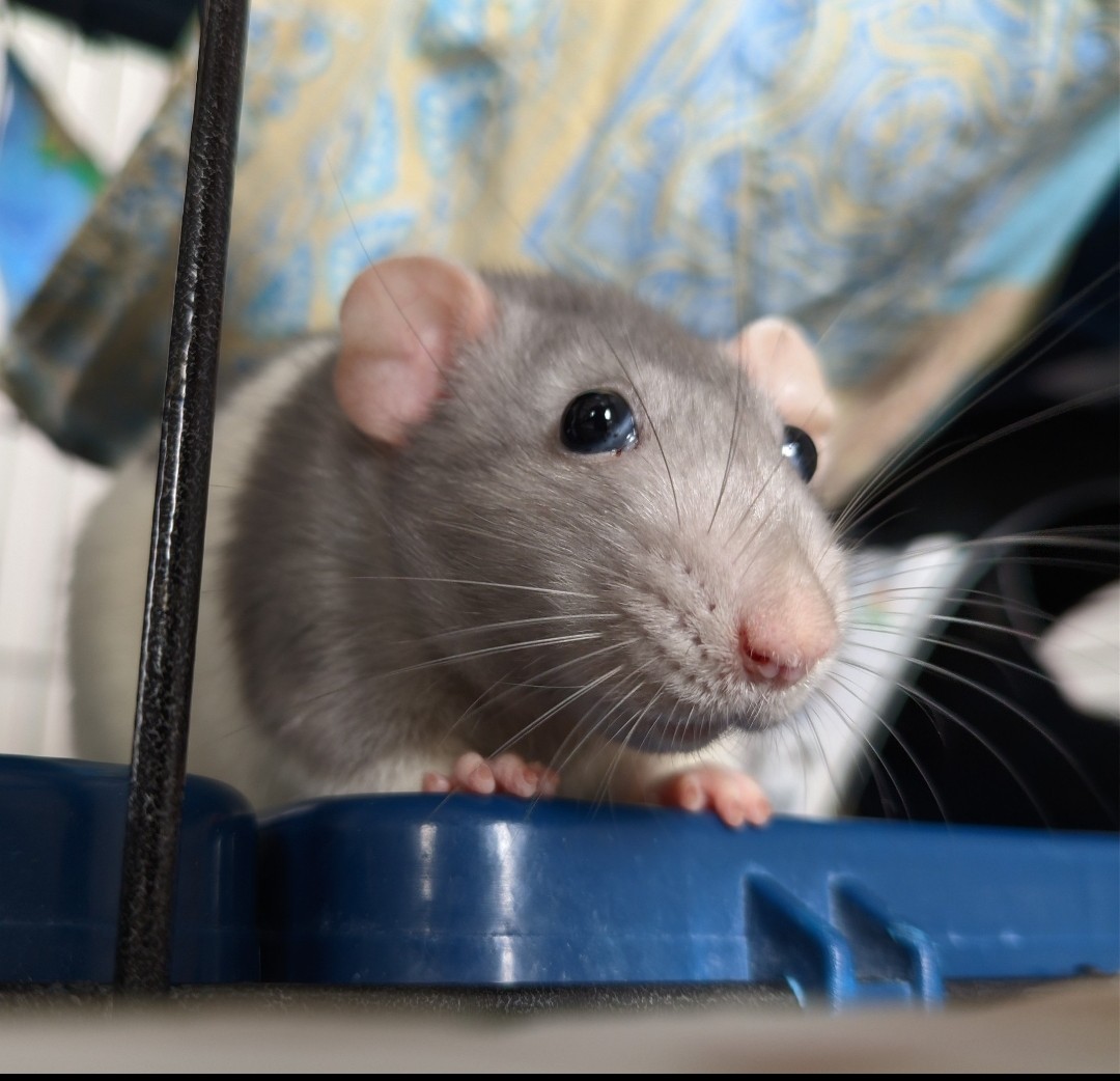 Фото питомца: крыса Семечка готовится к выходу в открытый космос