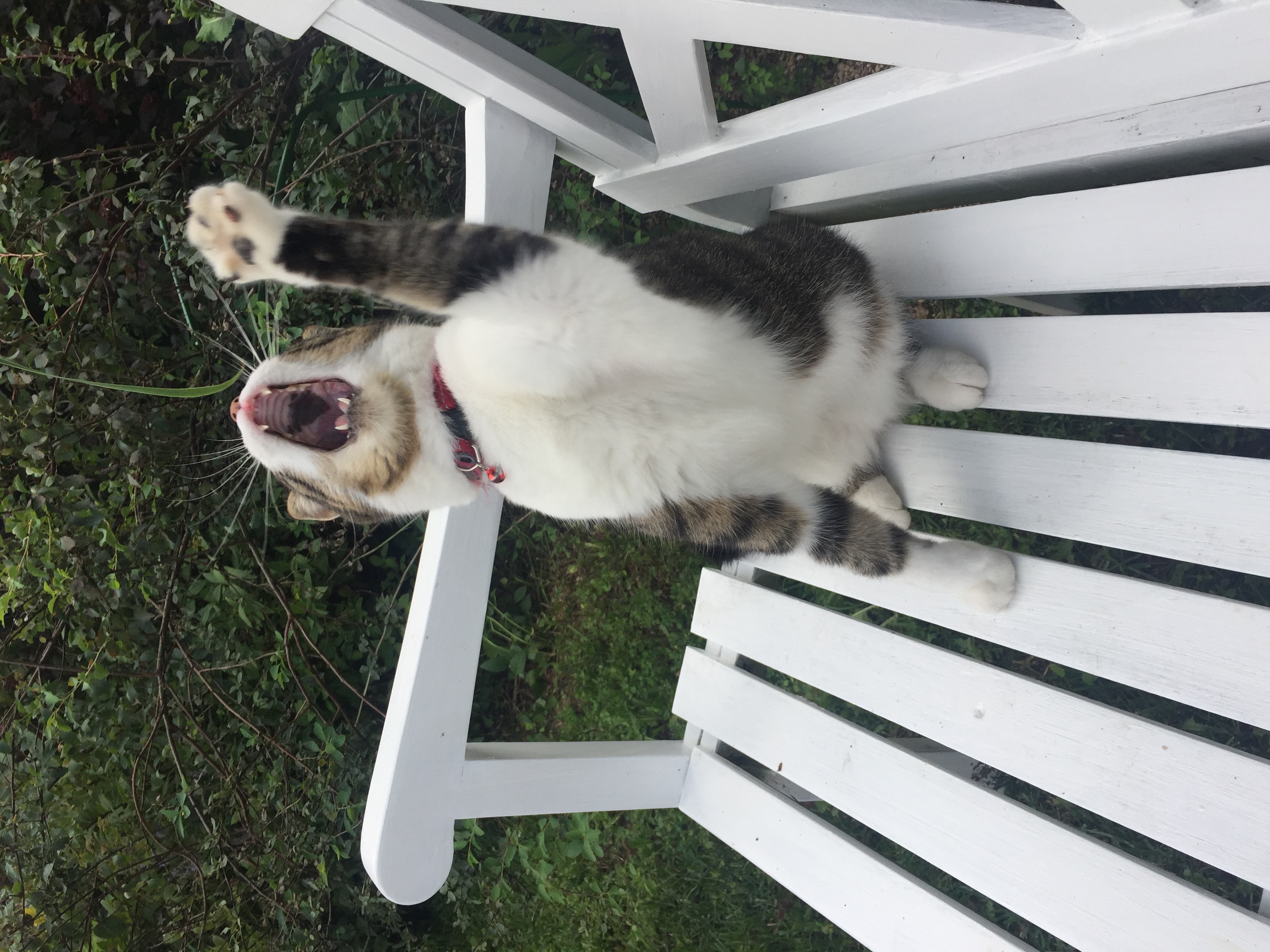 Фото питомца: кошка Тася поет