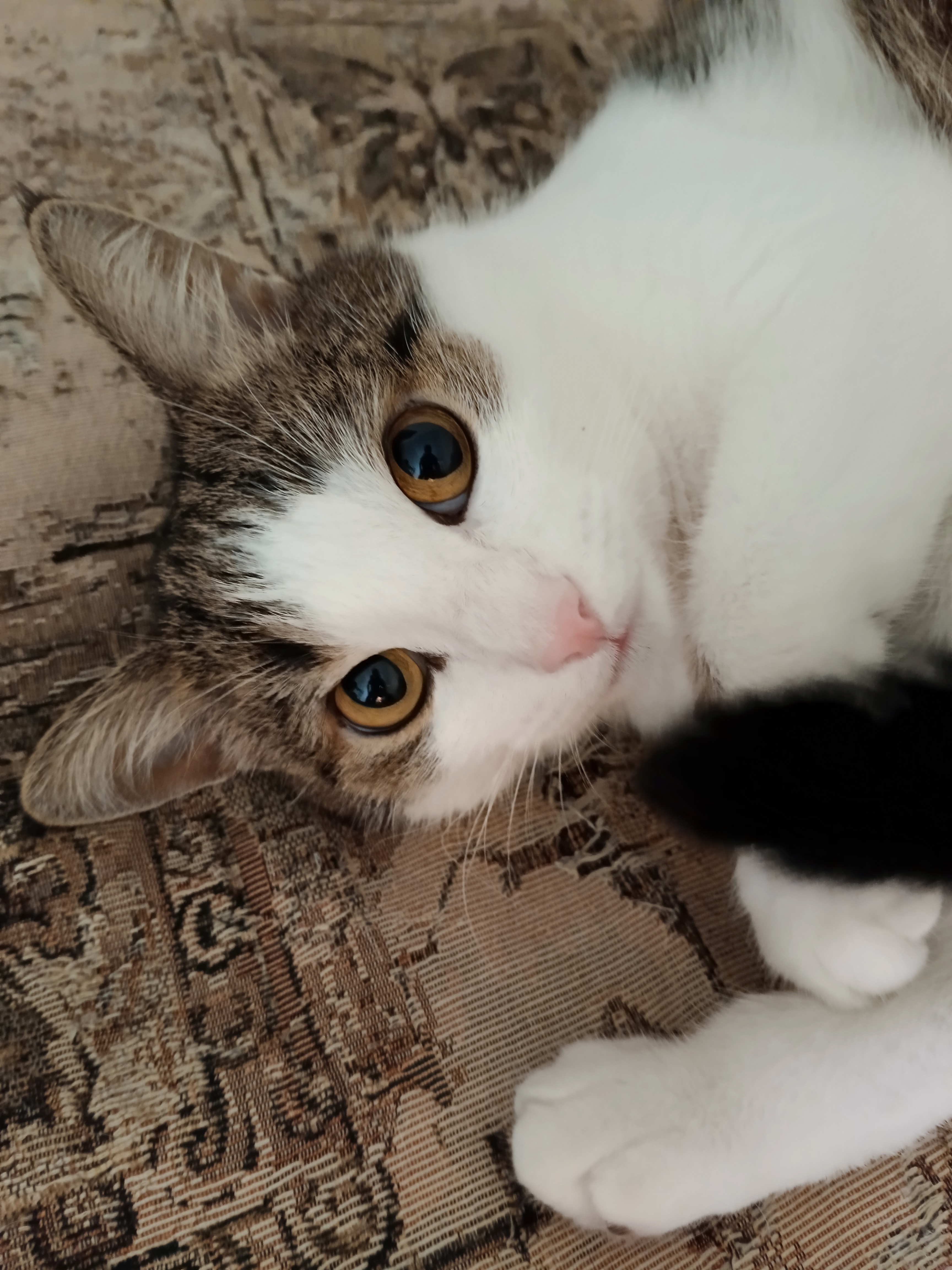 Фото питомца: кот Клепа, который спасает меня от душевной тревоги