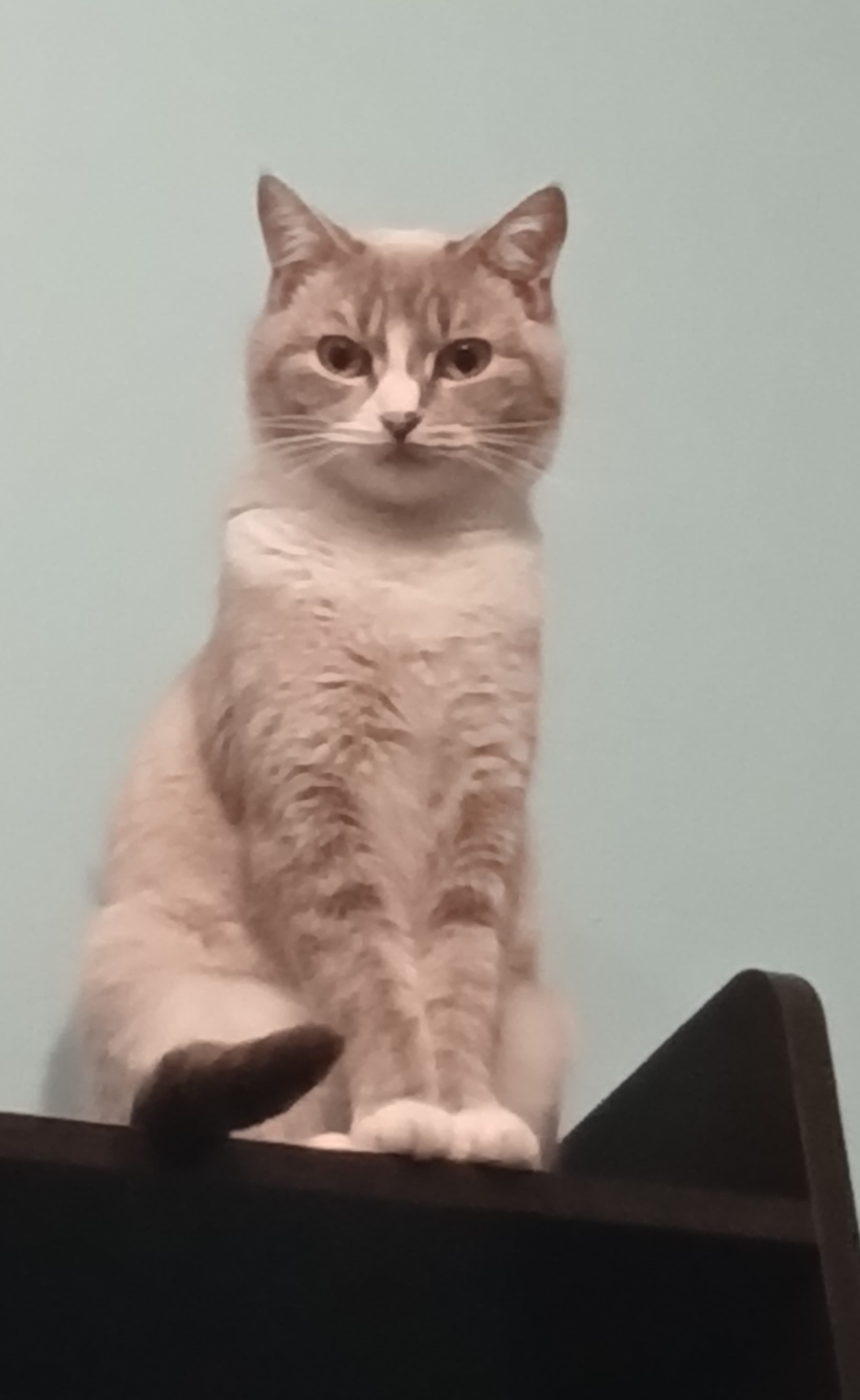 Фото питомца: кошка Белла встречает весну