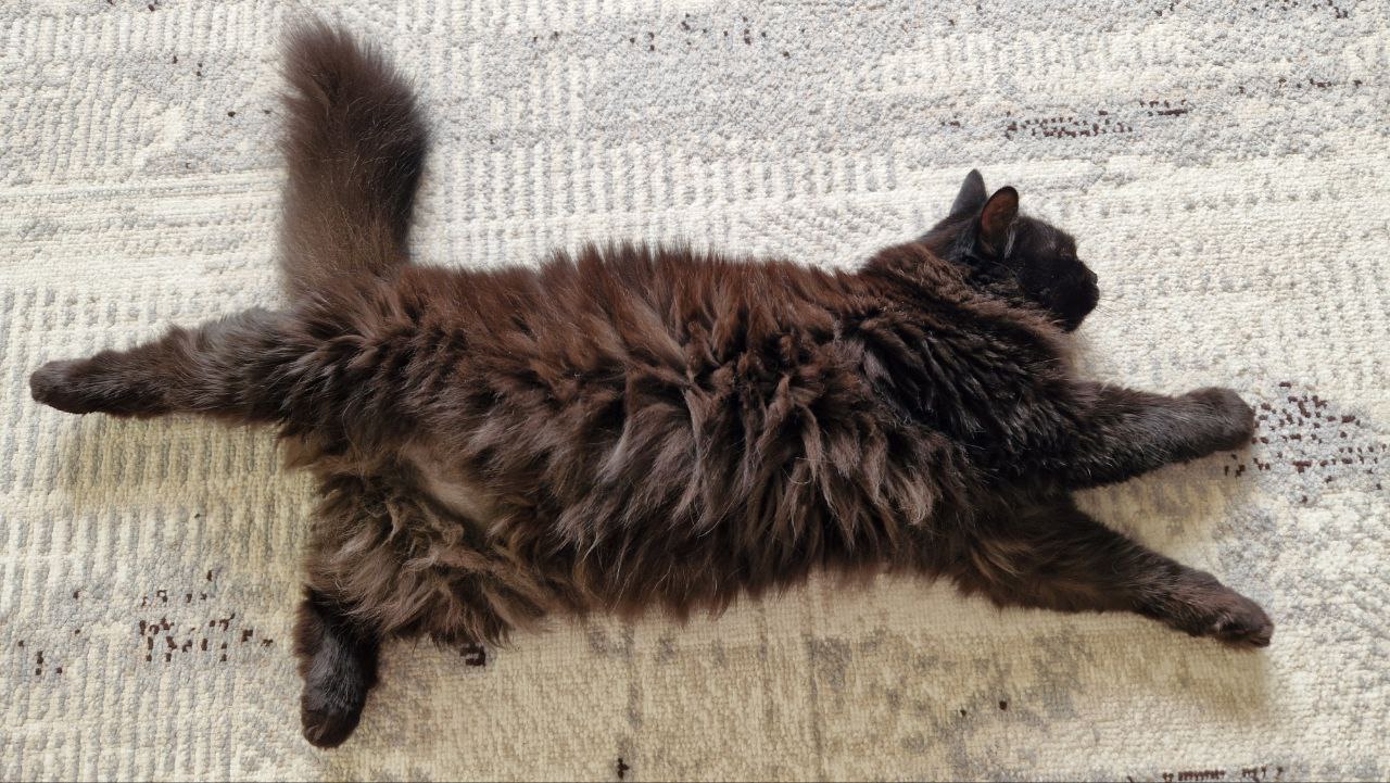 Фото питомца: кошка, которая 14 лет обходится без имени, занимается растяжкой