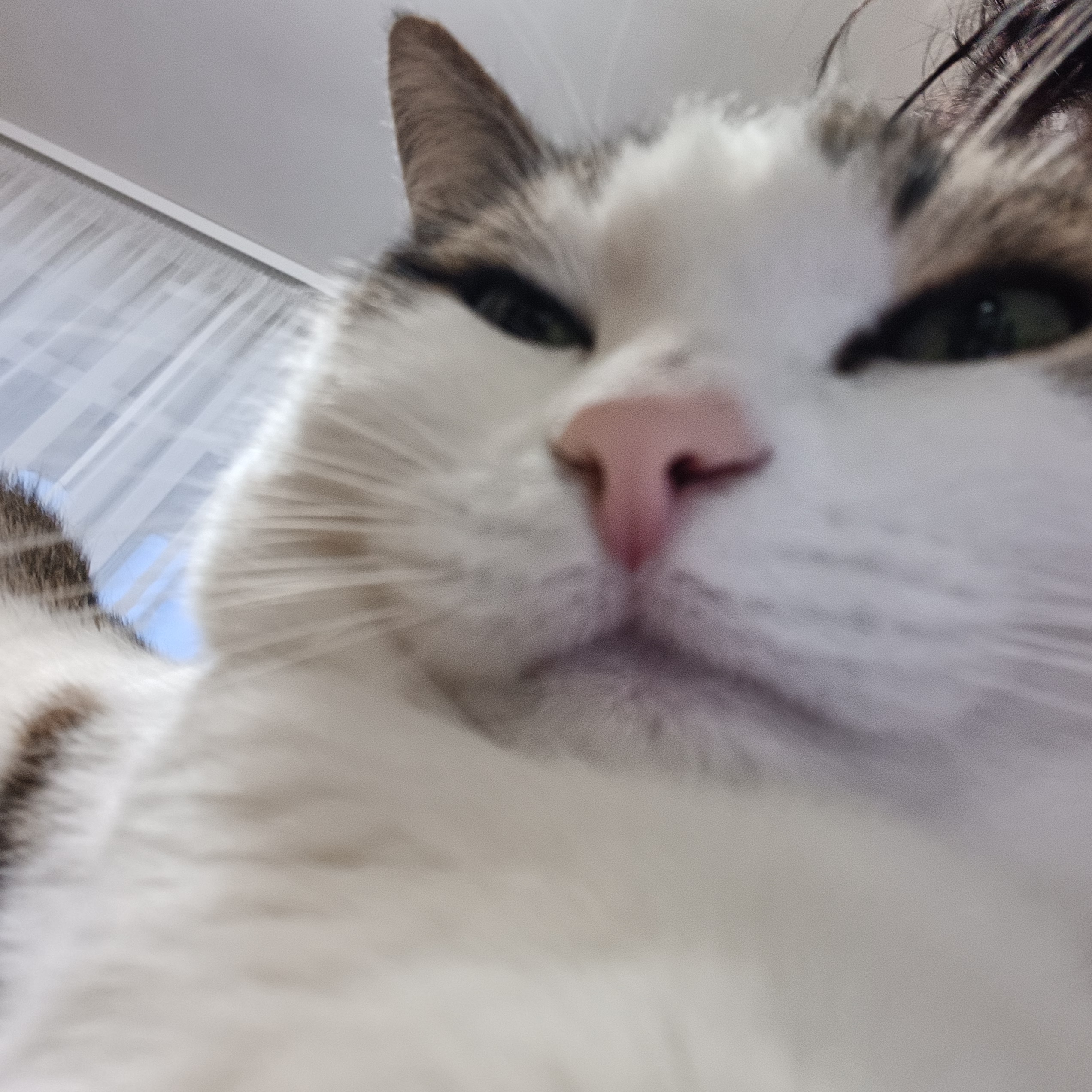 Фото питомца: кот Тихон ужасно самодоволен